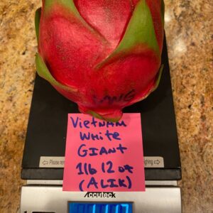 Vietnam White Giant — dragon fruit cutting from Shulman Dragon Fruit Orchard