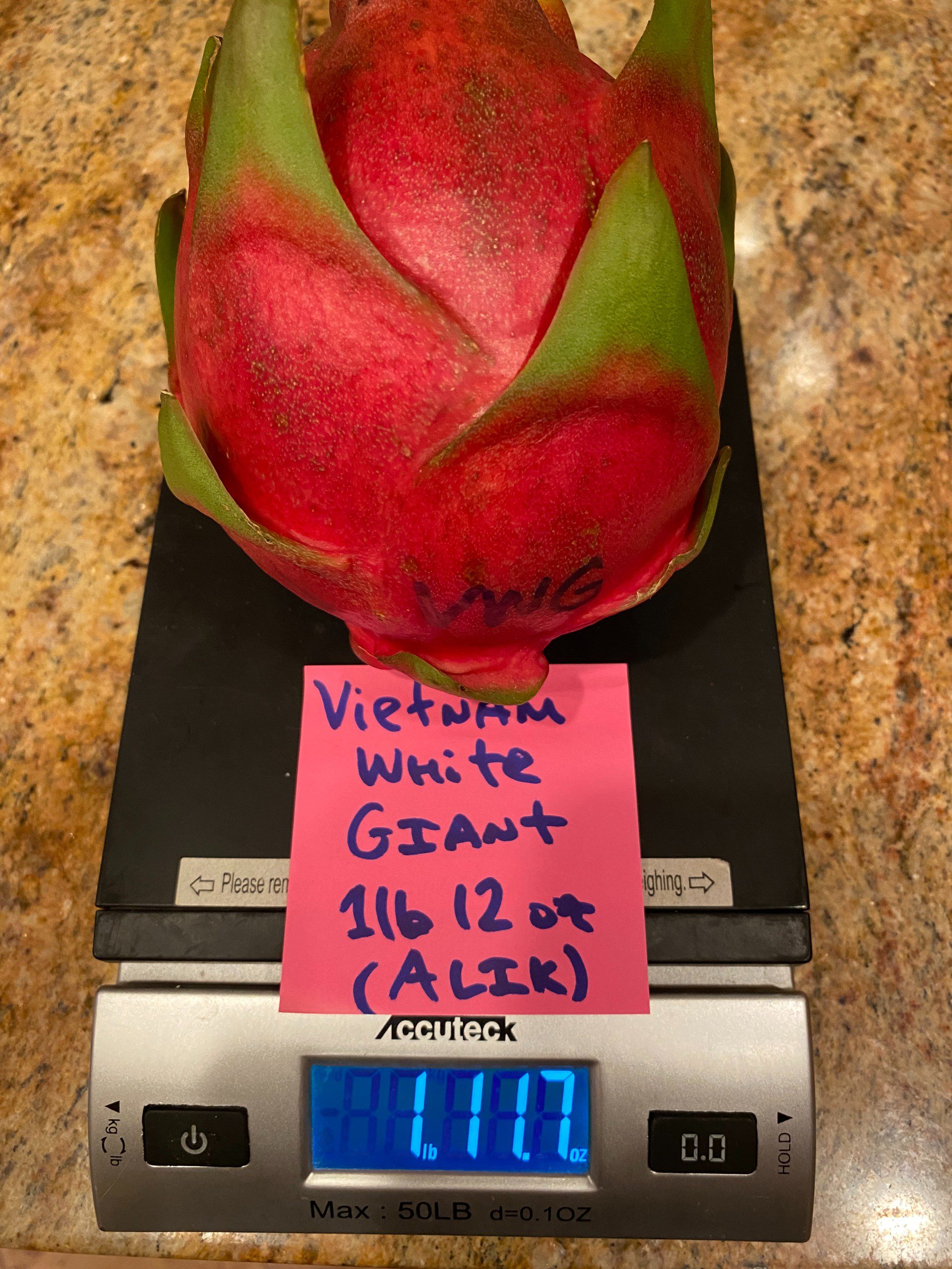 Vietnam White Giant — dragon fruit cutting from Shulman Dragon Fruit Orchard