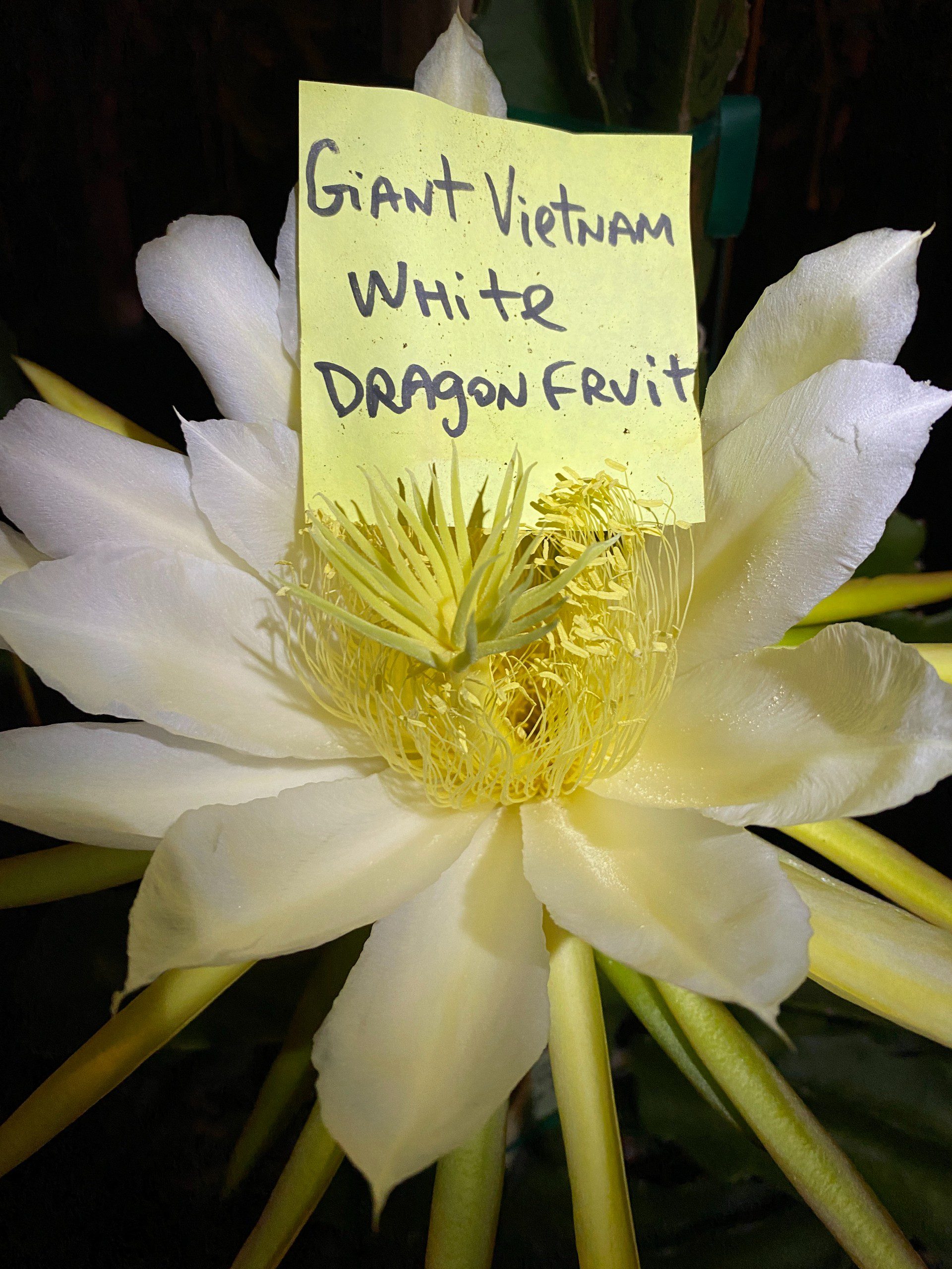 Vietnam White Giant — dragon fruit cutting from Shulman Dragon Fruit Orchard, photo 2