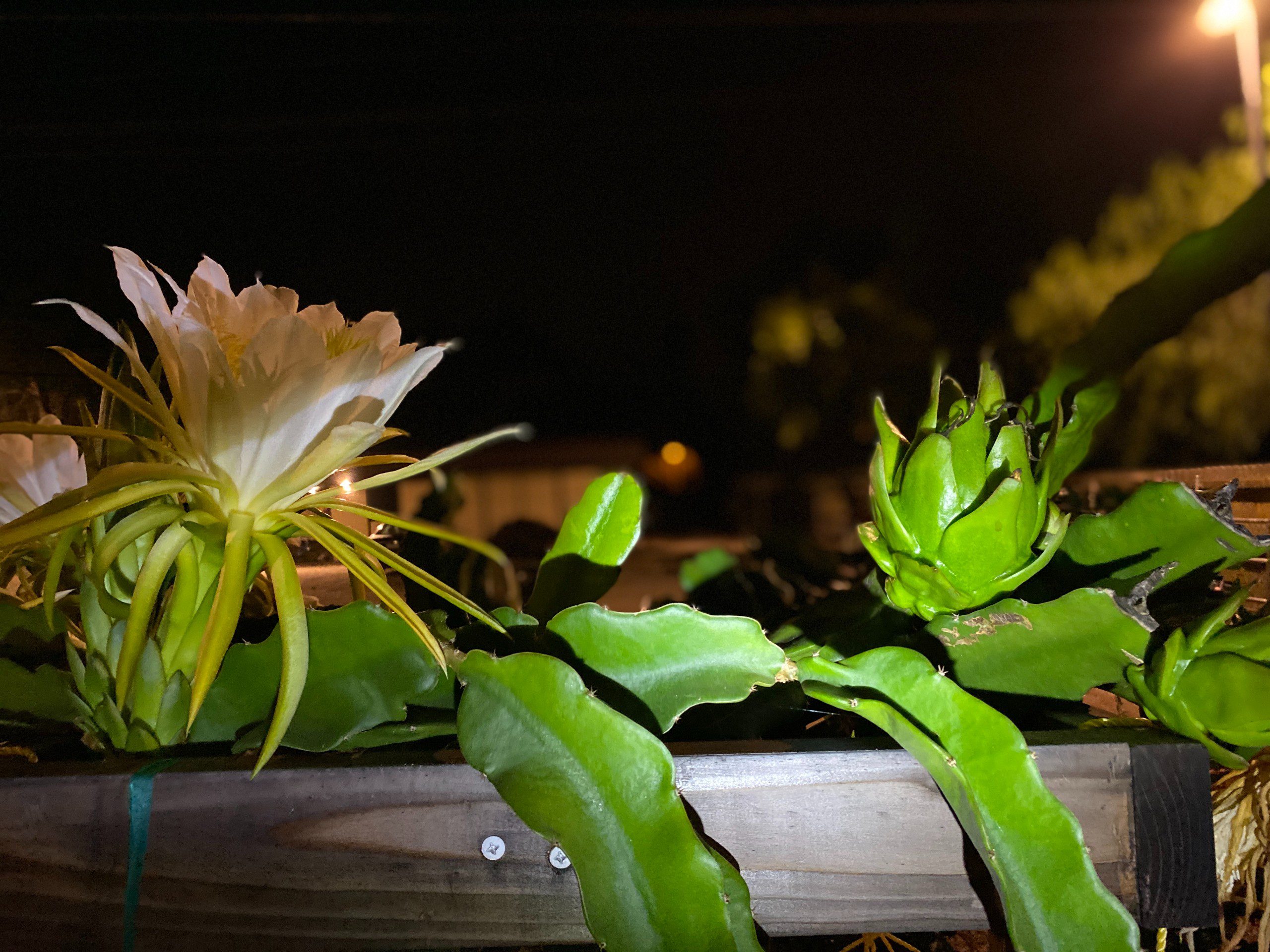 Vietnam White Giant — dragon fruit cutting from Shulman Dragon Fruit Orchard, photo 3