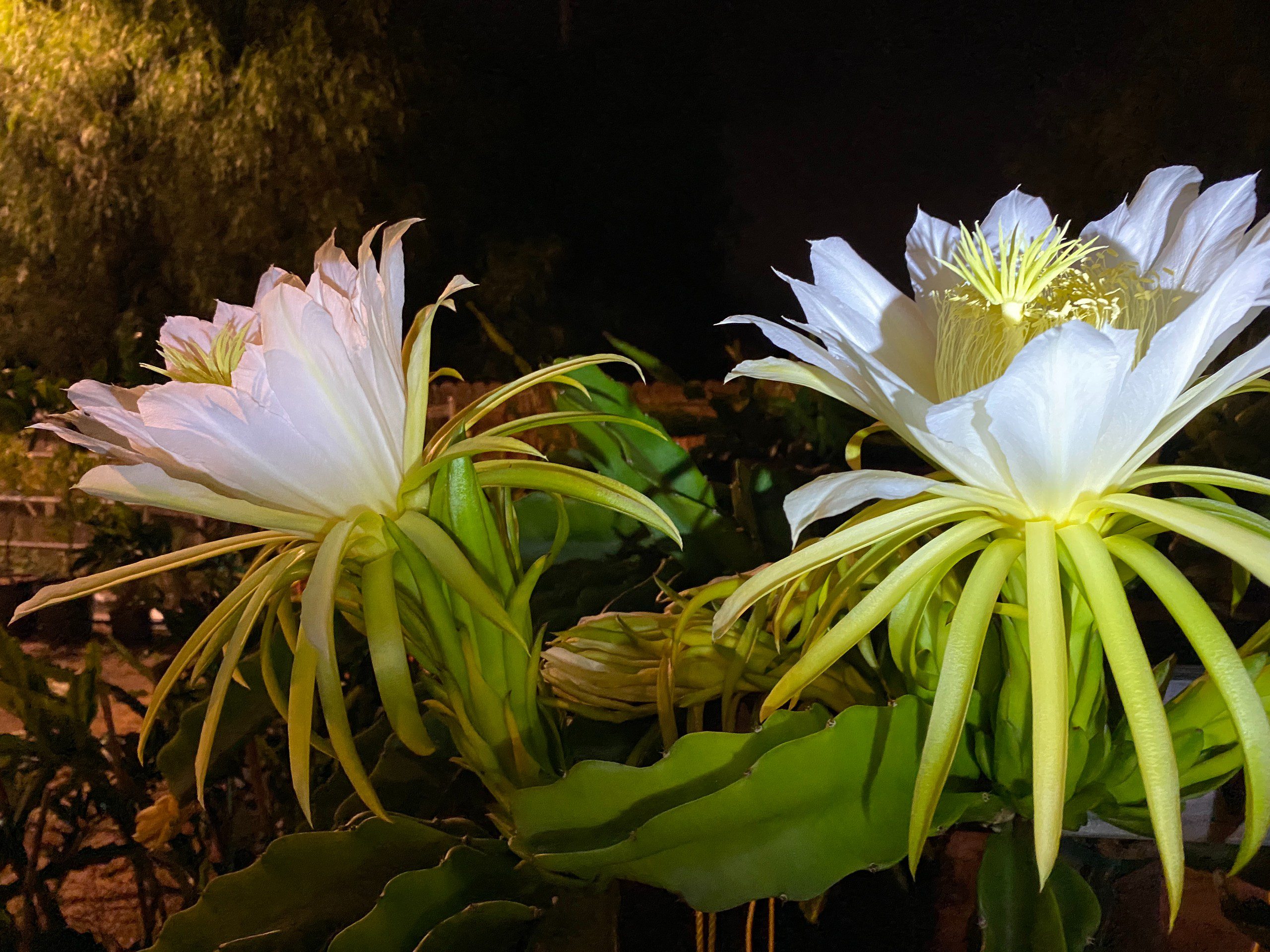 Vietnam White Giant — dragon fruit cutting from Shulman Dragon Fruit Orchard, photo 4
