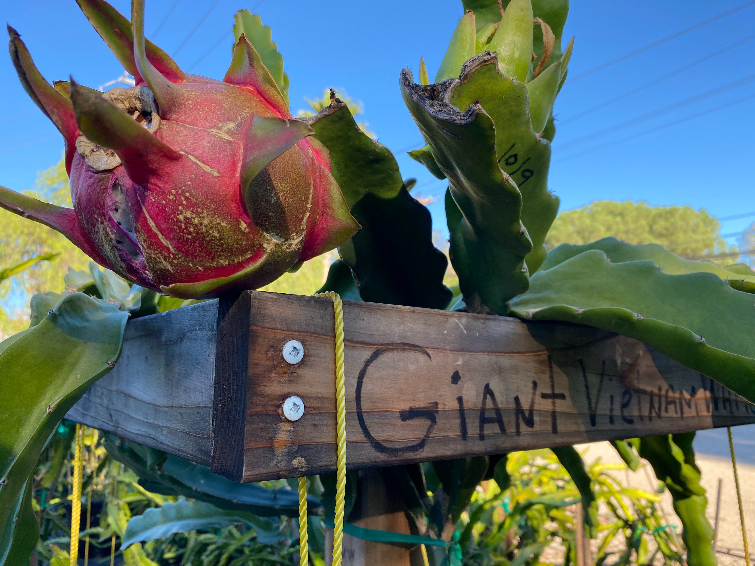 Vietnam White Giant — dragon fruit cutting from Shulman Dragon Fruit Orchard, photo 5