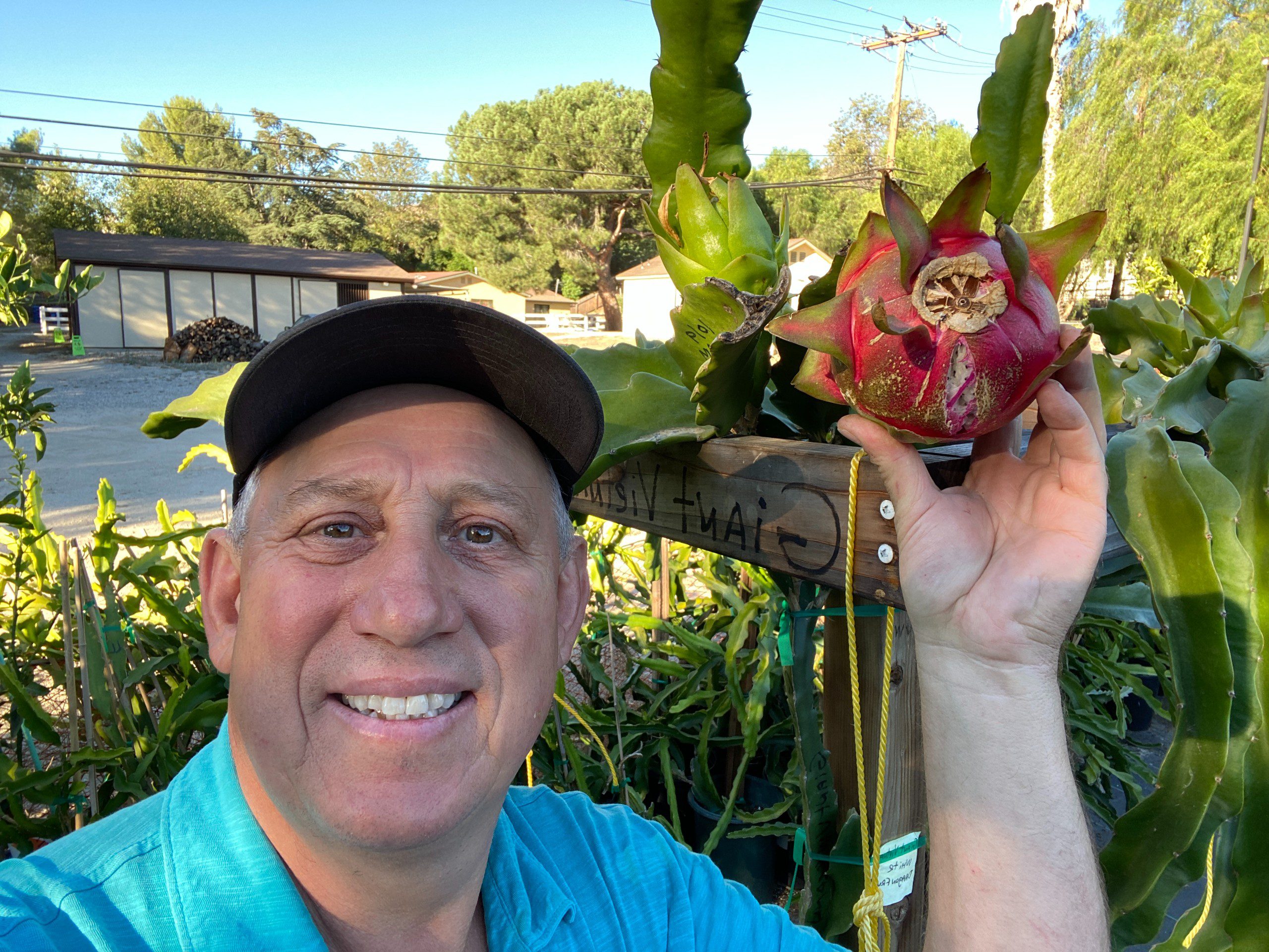 Vietnam White Giant — dragon fruit cutting from Shulman Dragon Fruit Orchard, photo 6
