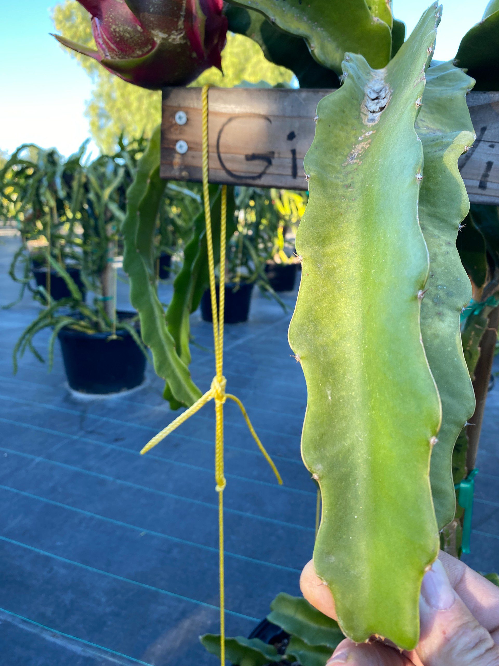 Vietnam White Giant — dragon fruit cutting from Shulman Dragon Fruit Orchard, photo 7