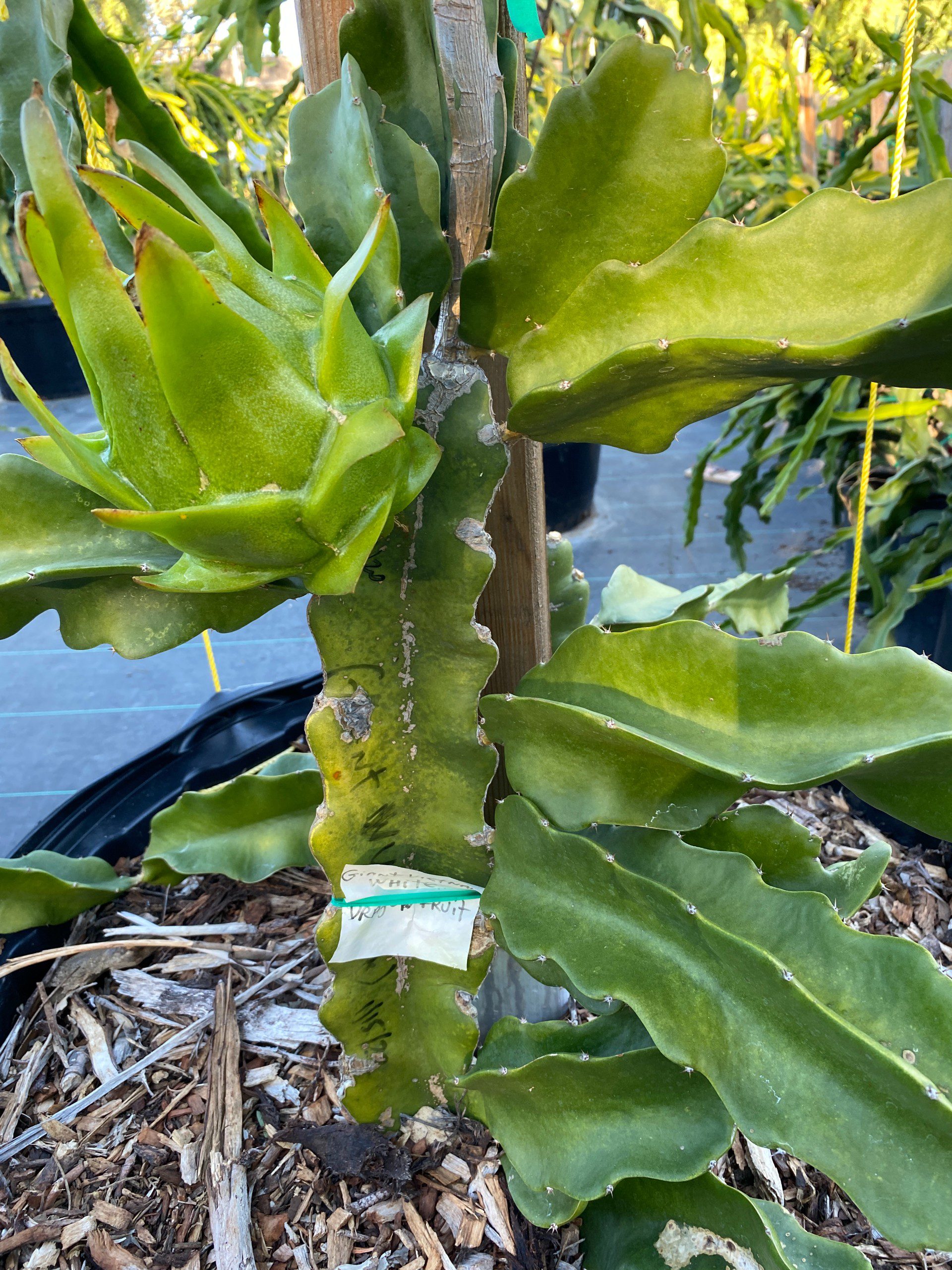 Vietnam White Giant — dragon fruit cutting from Shulman Dragon Fruit Orchard, photo 8