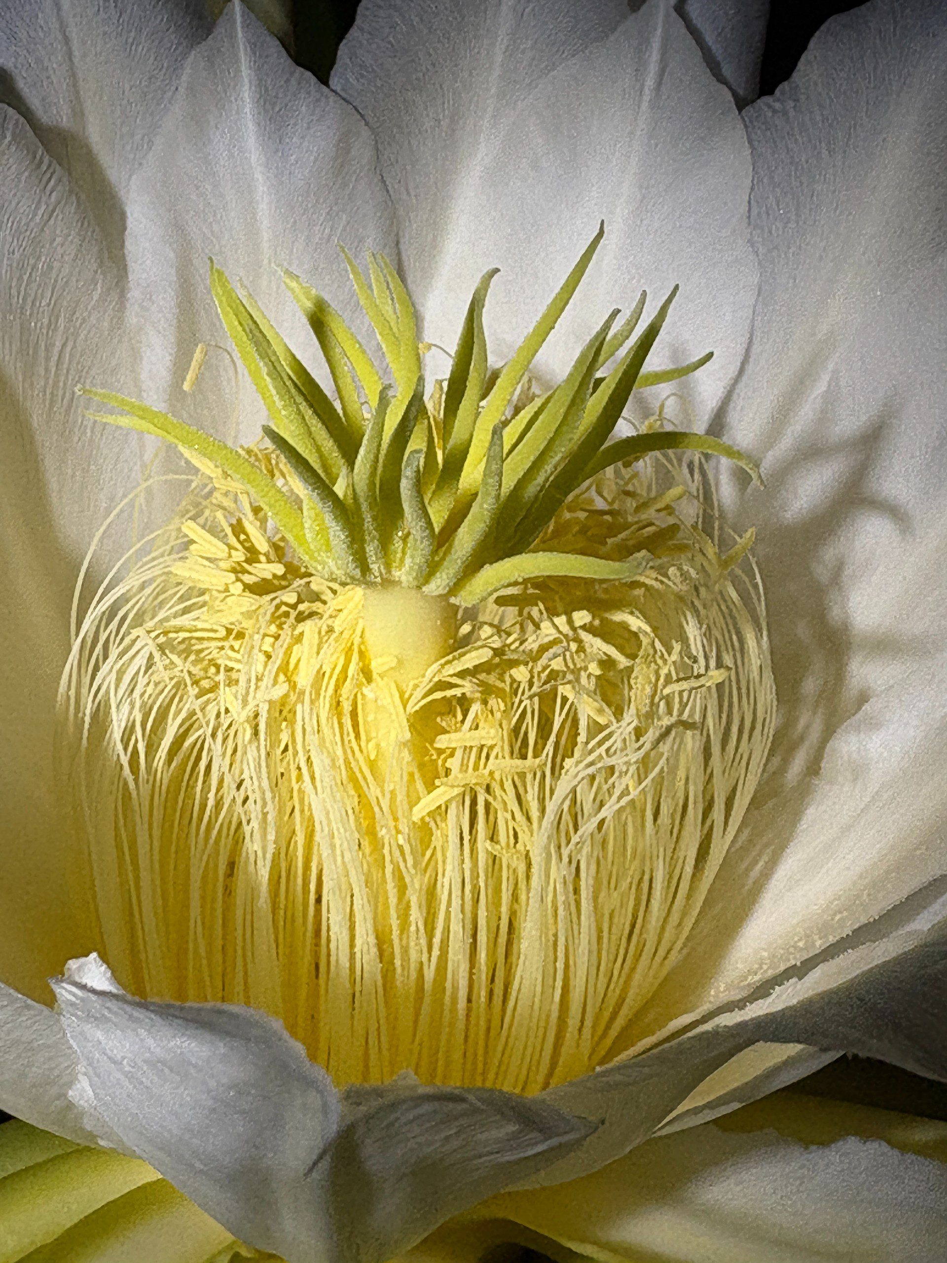 Vietnam White Giant — dragon fruit cutting from Shulman Dragon Fruit Orchard, photo 9