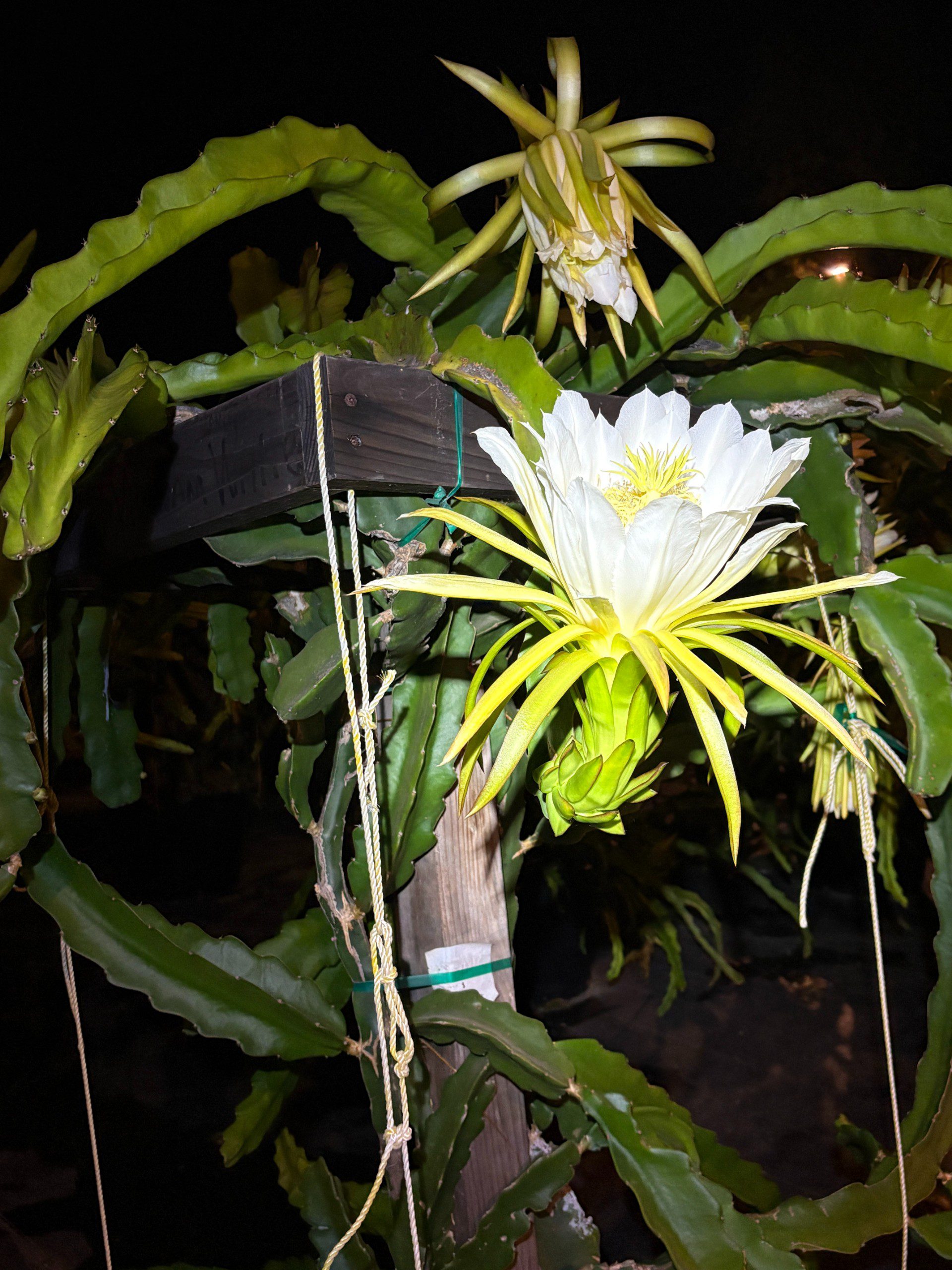 Vietnam White Giant — dragon fruit cutting from Shulman Dragon Fruit Orchard, photo 10