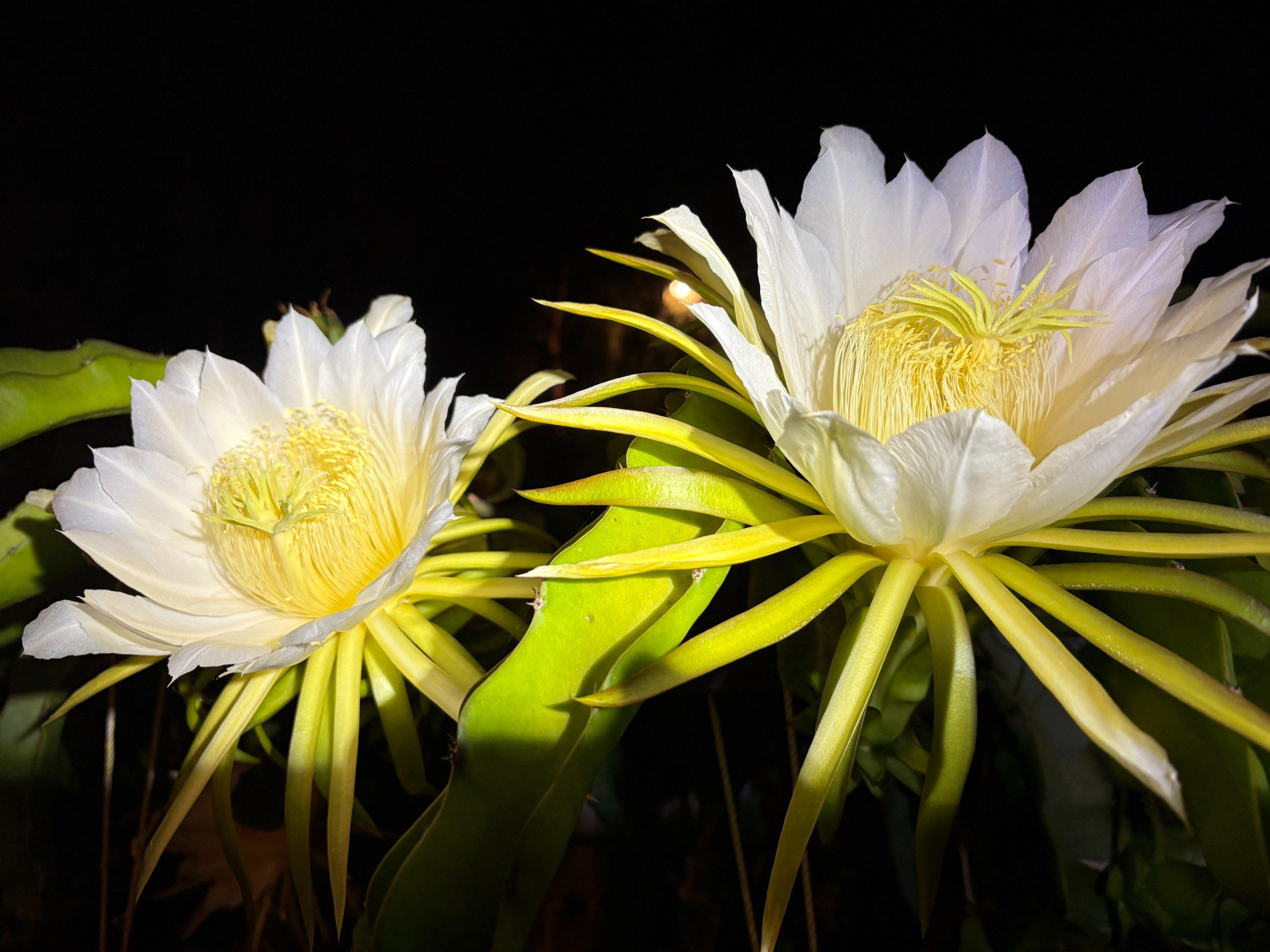 Vietnam White Giant — dragon fruit cutting from Shulman Dragon Fruit Orchard, photo 11