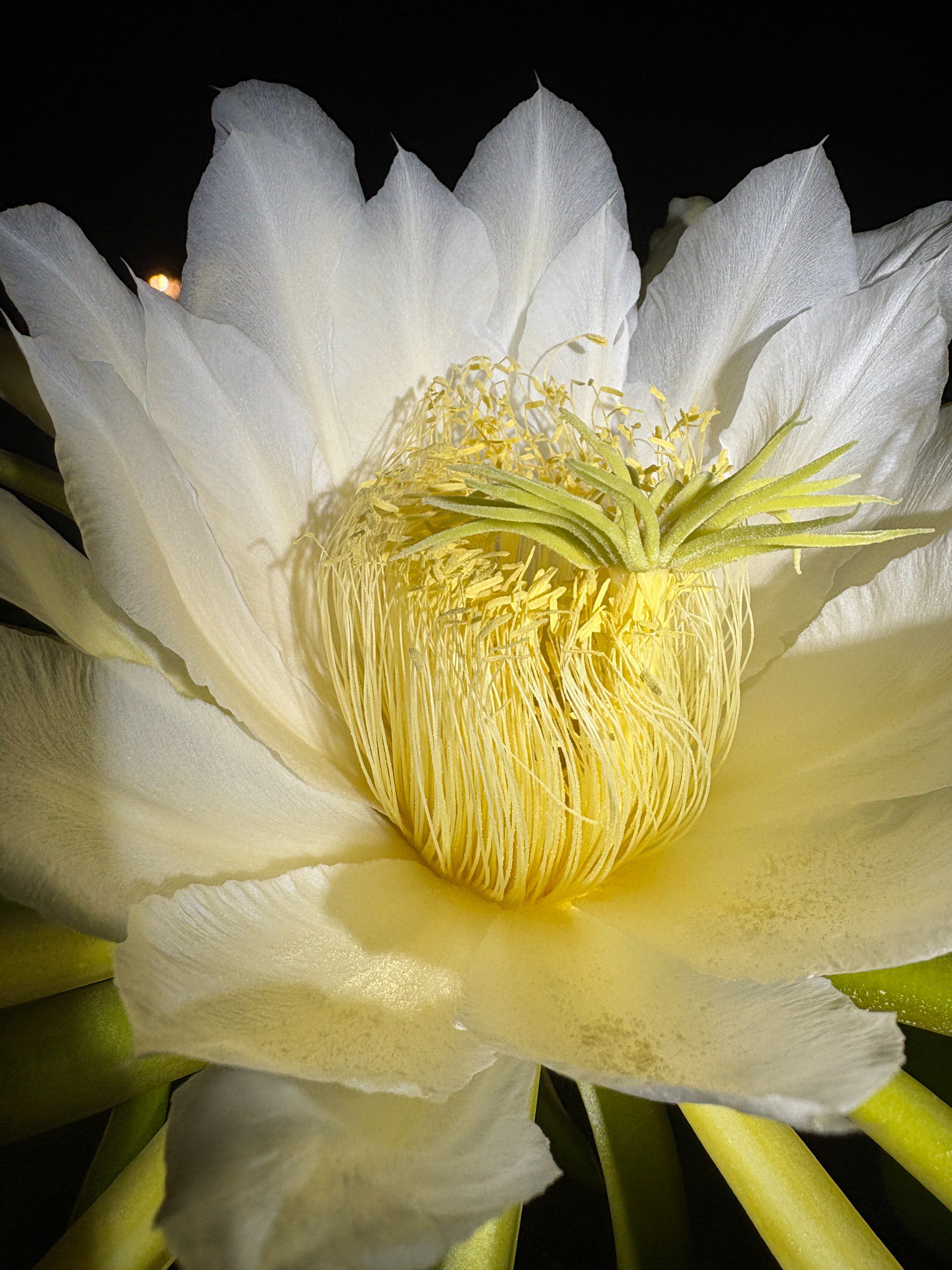Vietnam White Giant — dragon fruit cutting from Shulman Dragon Fruit Orchard, photo 12