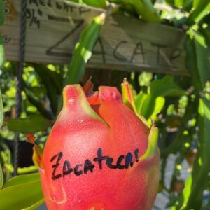 Zacatecas — dragon fruit cutting from Shulman Dragon Fruit Orchard