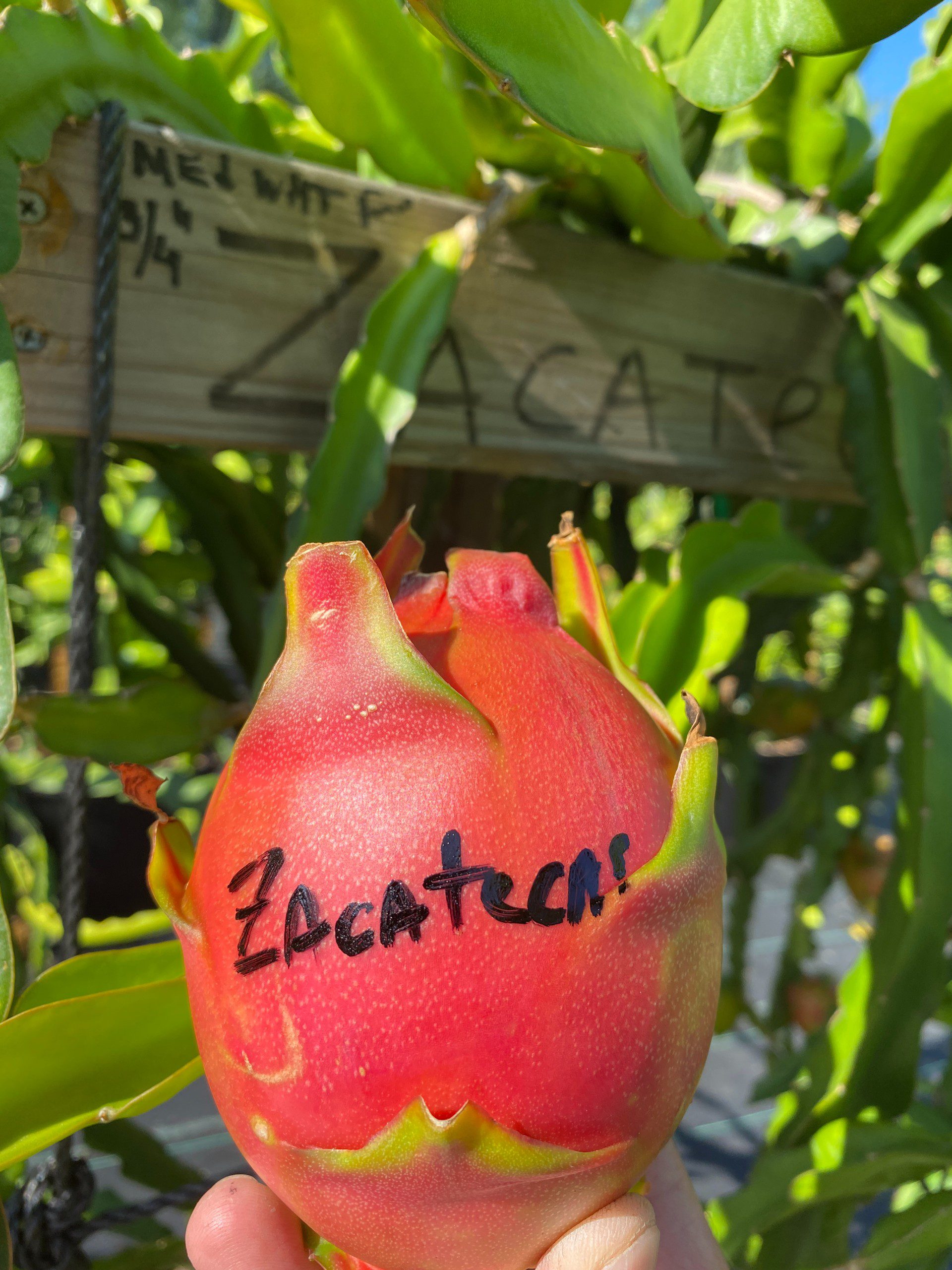 Zacatecas — dragon fruit cutting from Shulman Dragon Fruit Orchard