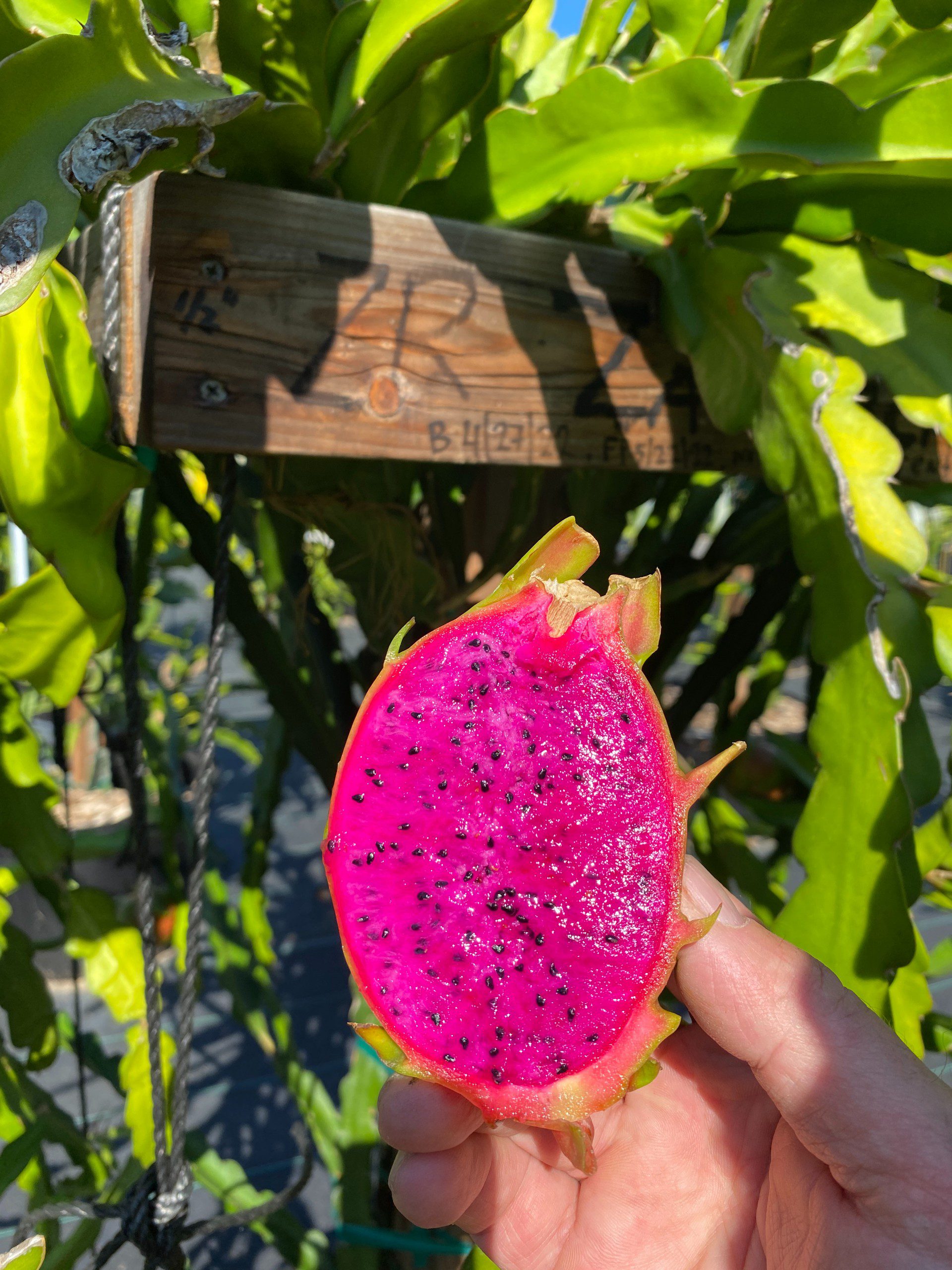 Zacatecas — dragon fruit cutting from Shulman Dragon Fruit Orchard, photo 2