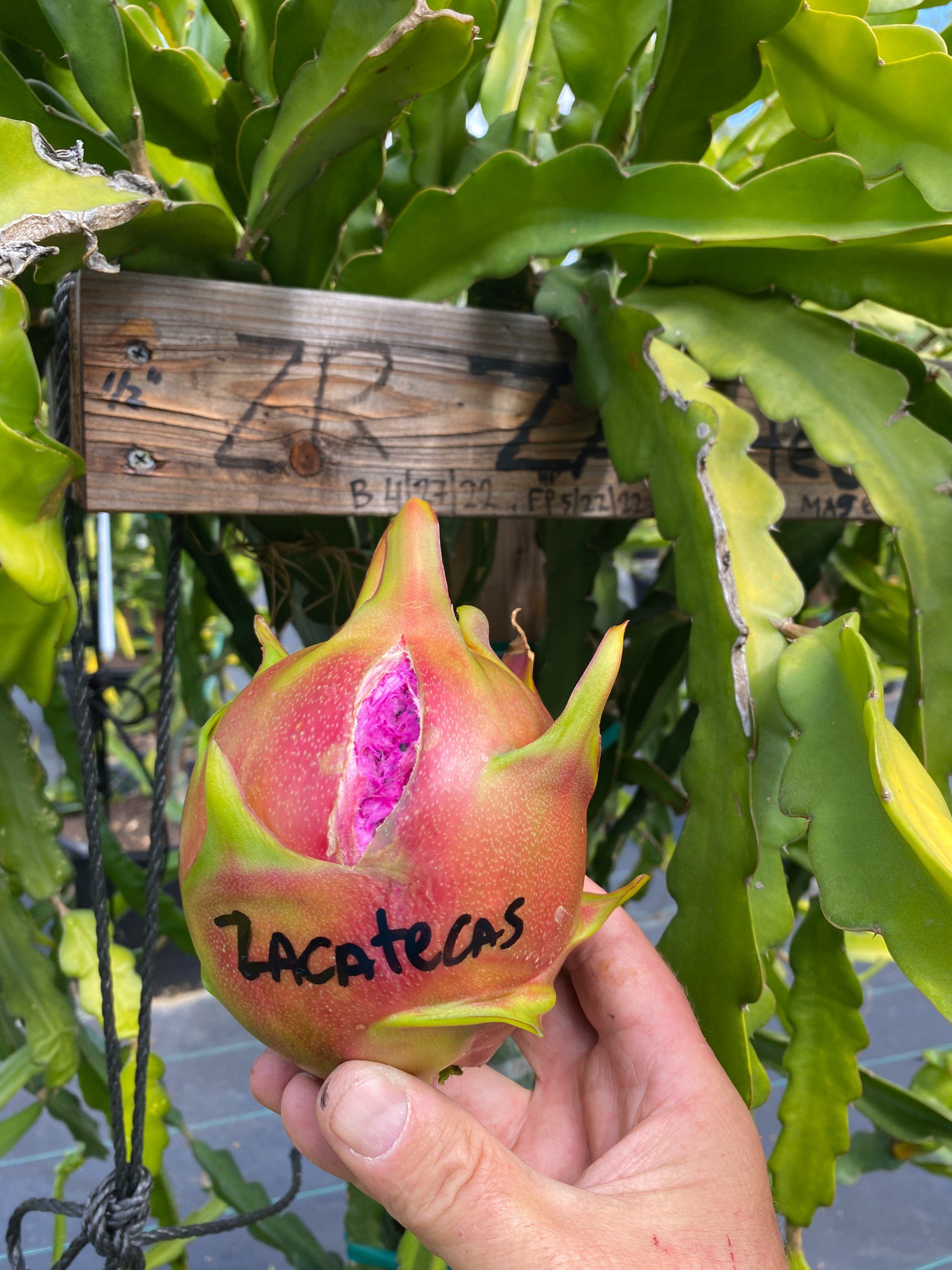 Zacatecas — dragon fruit cutting from Shulman Dragon Fruit Orchard, photo 3