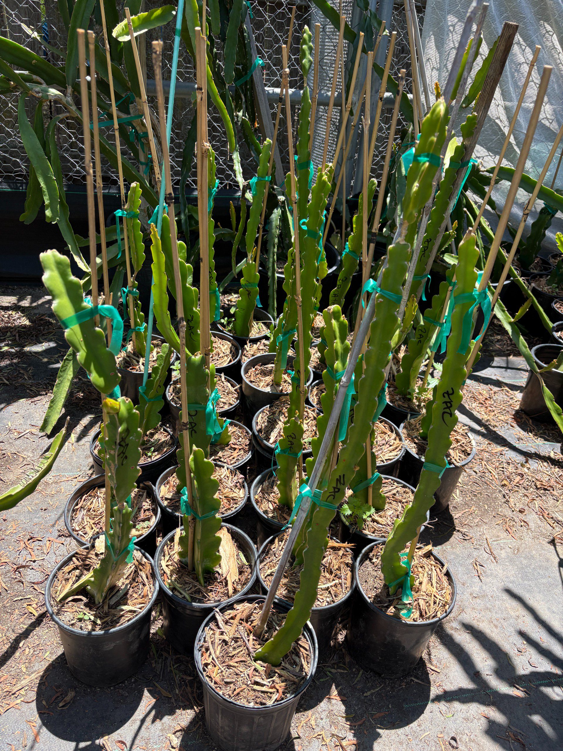 Zacatecas — dragon fruit cutting from Shulman Dragon Fruit Orchard, photo 4