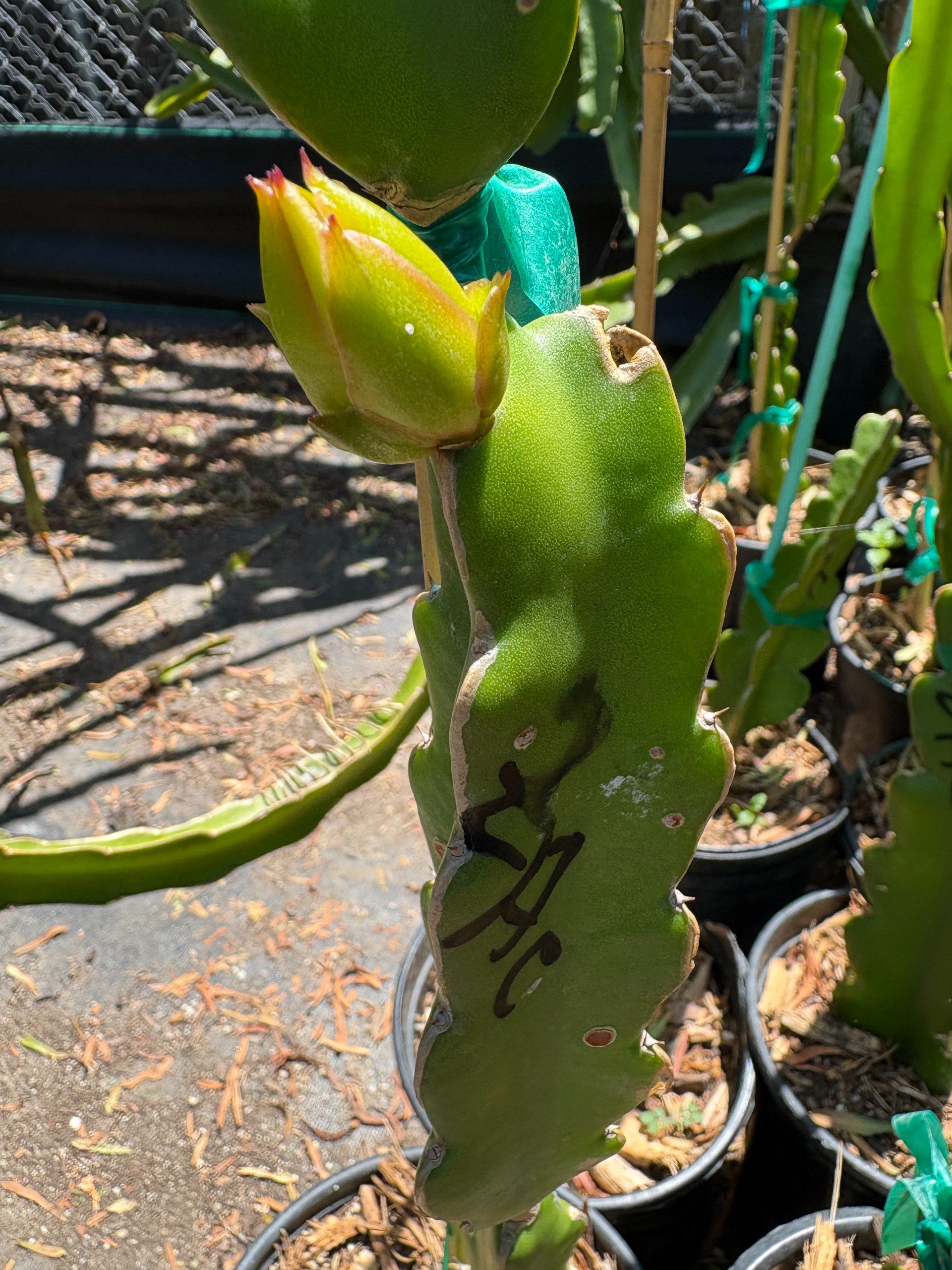 Zacatecas — dragon fruit cutting from Shulman Dragon Fruit Orchard, photo 5