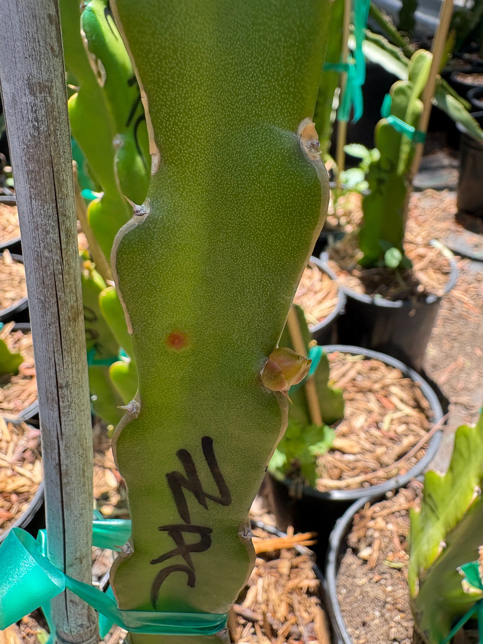 Zacatecas — dragon fruit cutting from Shulman Dragon Fruit Orchard, photo 6