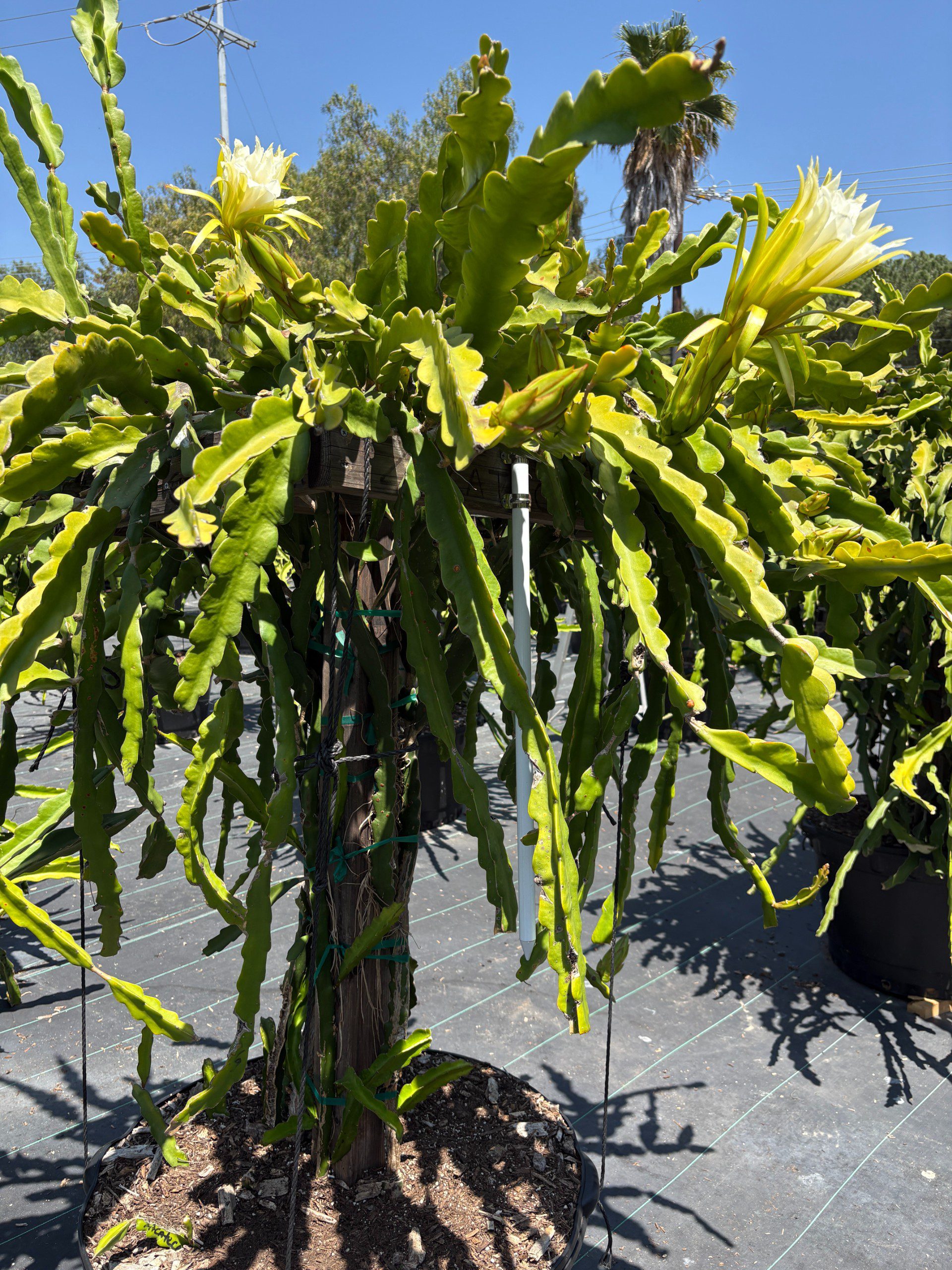 Zacatecas — dragon fruit cutting from Shulman Dragon Fruit Orchard, photo 7