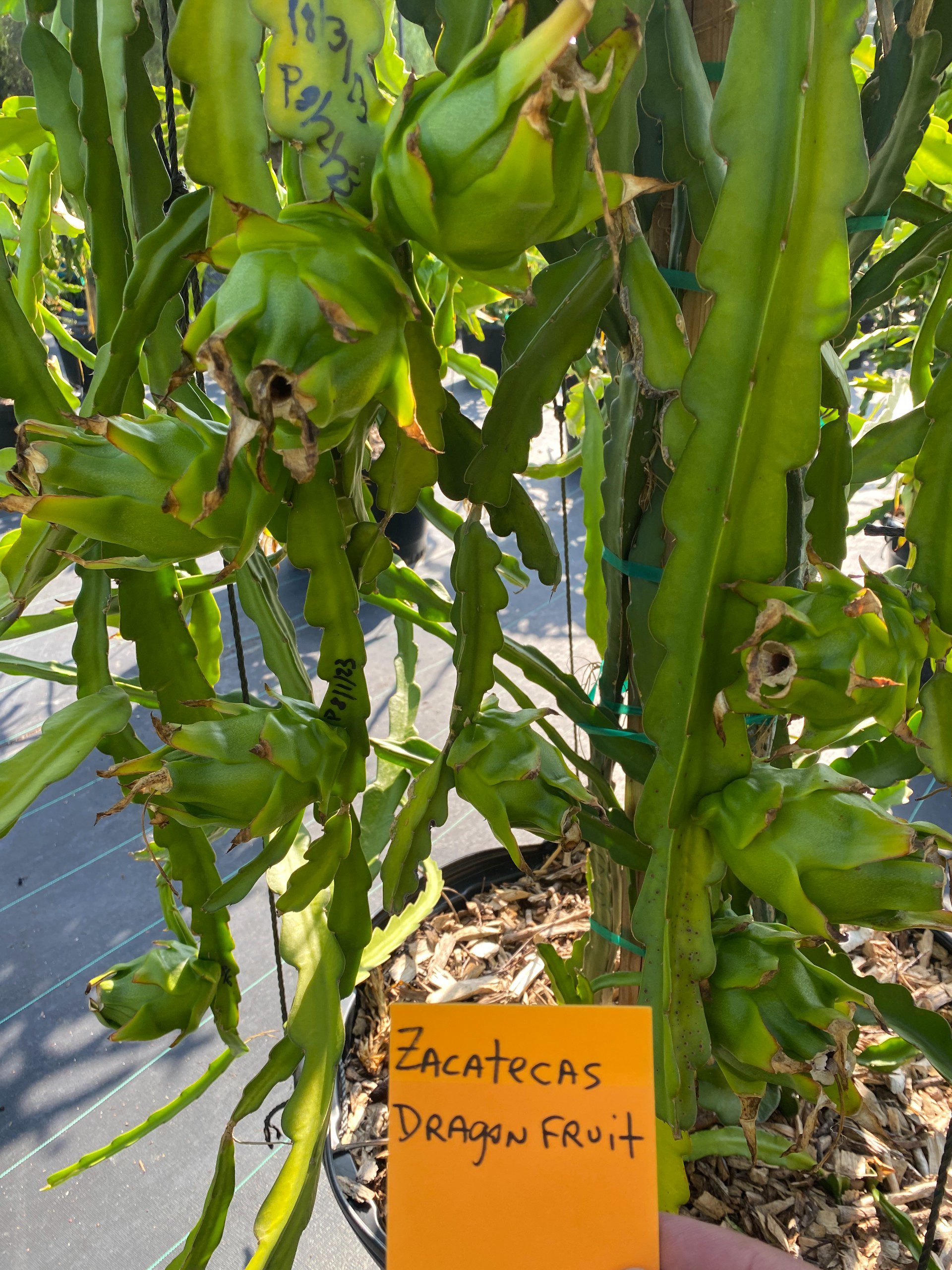 Zacatecas — dragon fruit cutting from Shulman Dragon Fruit Orchard, photo 8