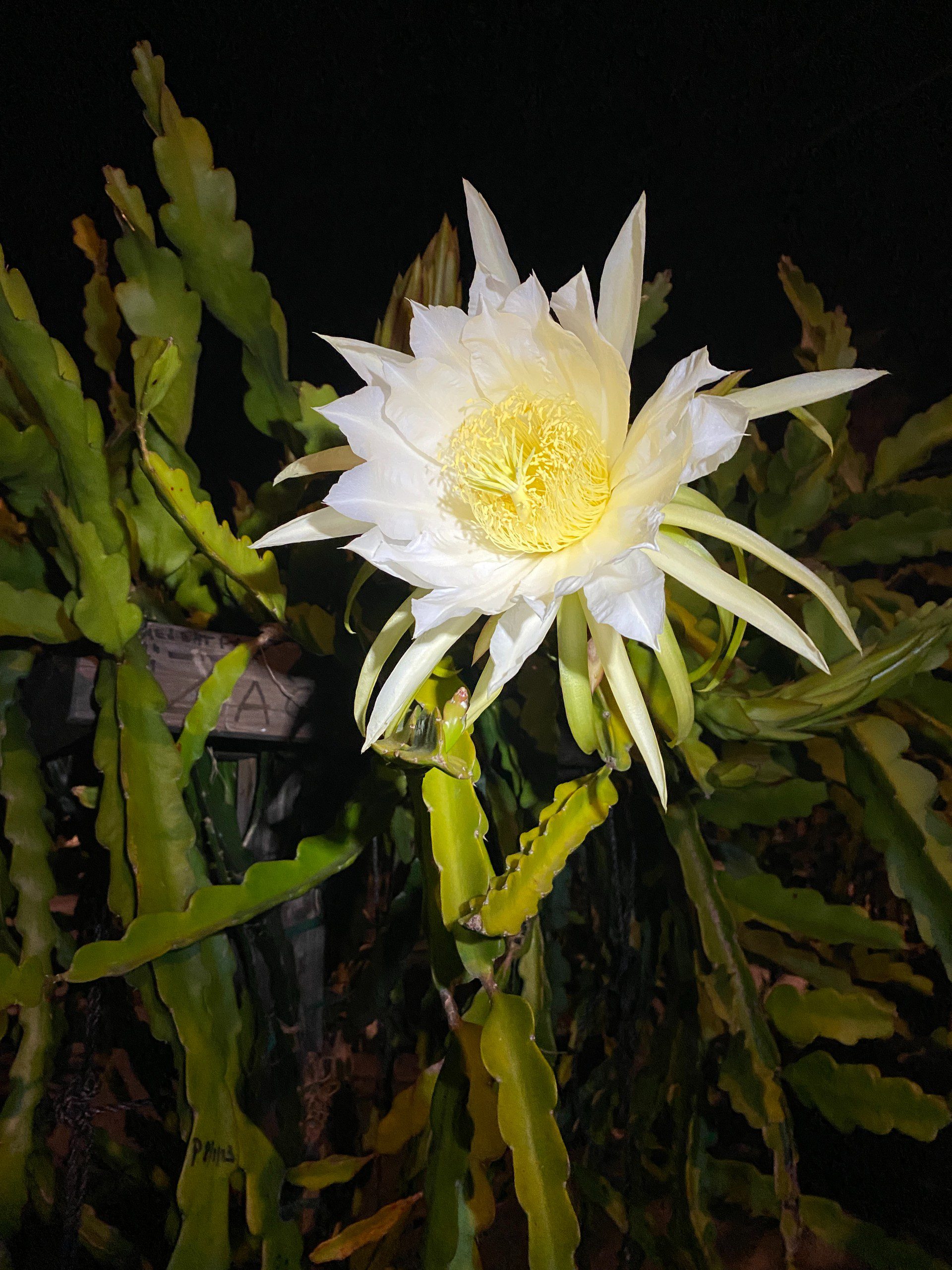 Zacatecas — dragon fruit cutting from Shulman Dragon Fruit Orchard, photo 9