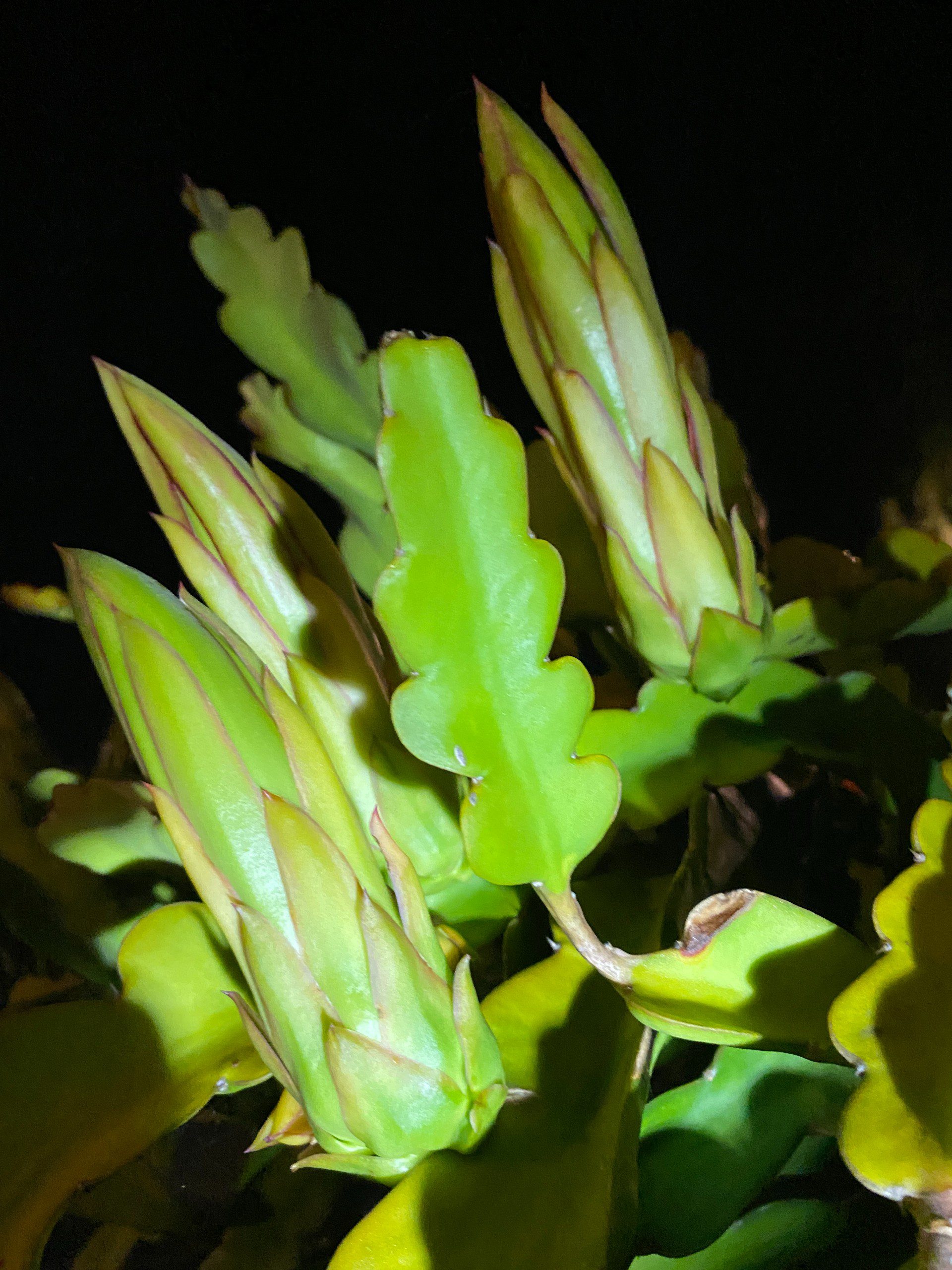 Zacatecas — dragon fruit cutting from Shulman Dragon Fruit Orchard, photo 10