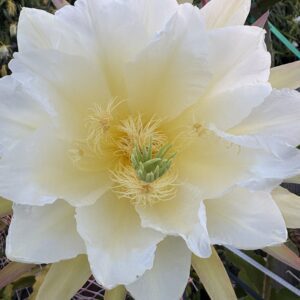 Cebra — dragon fruit cutting from Shulman Dragon Fruit Orchard