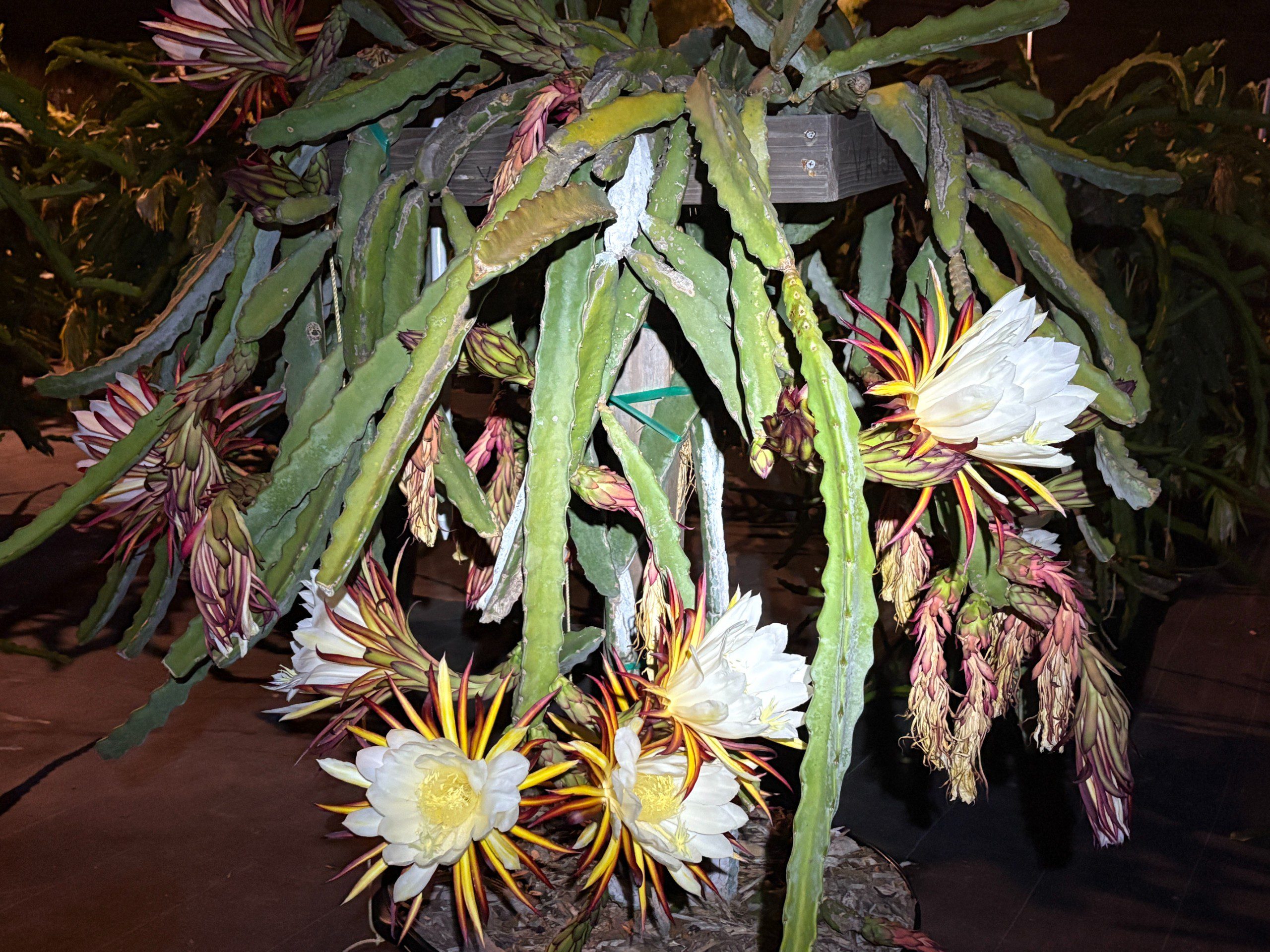 Valdivia Roja — dragon fruit cutting from Shulman Dragon Fruit Orchard, photo 6