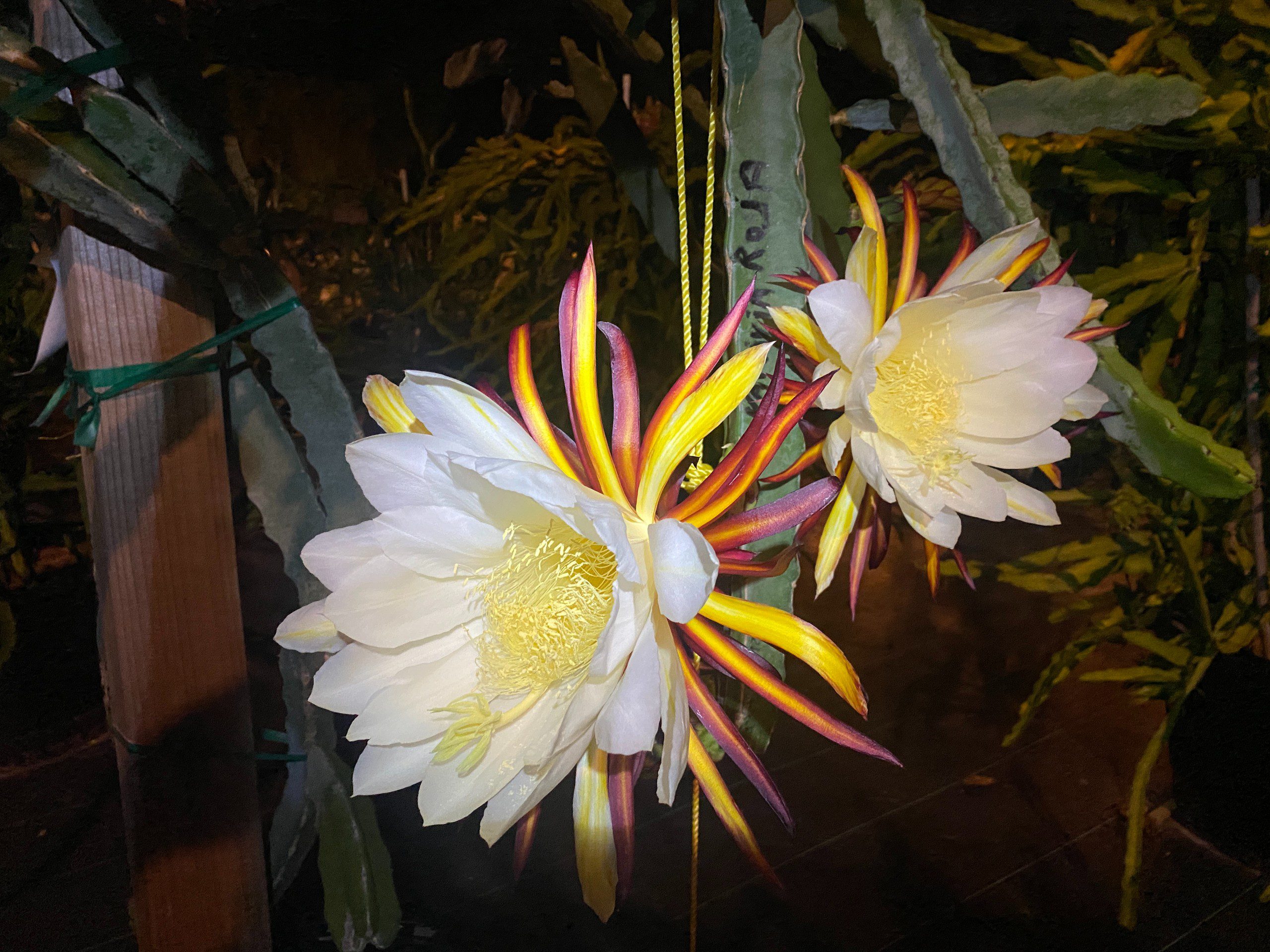Valdivia Roja — dragon fruit cutting from Shulman Dragon Fruit Orchard, photo 7