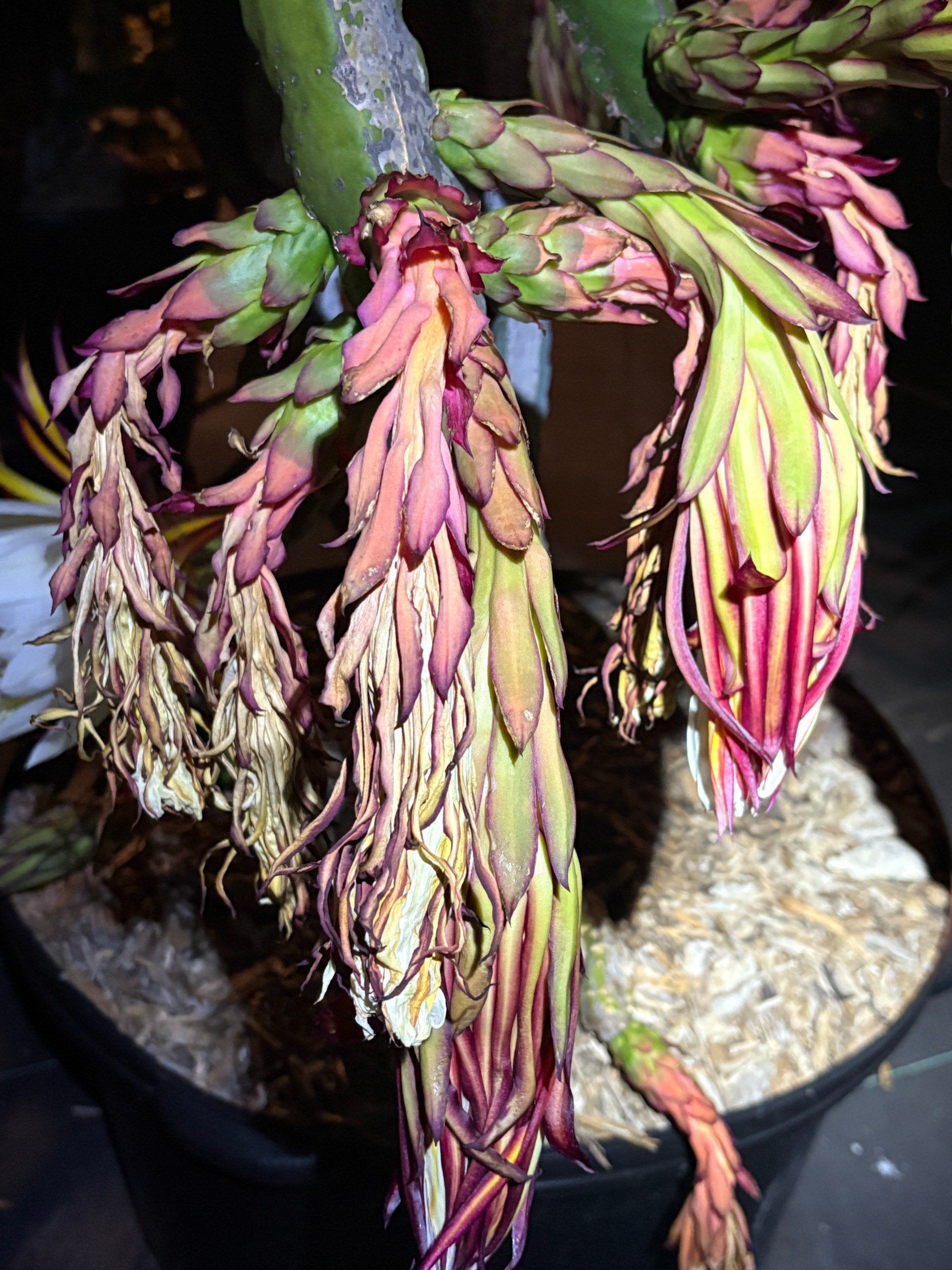 Valdivia Roja — dragon fruit cutting from Shulman Dragon Fruit Orchard, photo 8