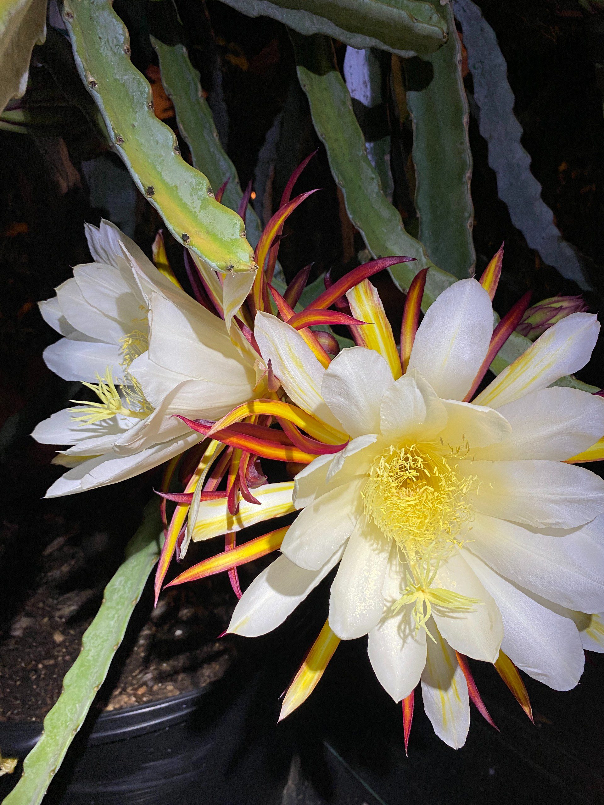 Valdivia Roja — dragon fruit cutting from Shulman Dragon Fruit Orchard, photo 9