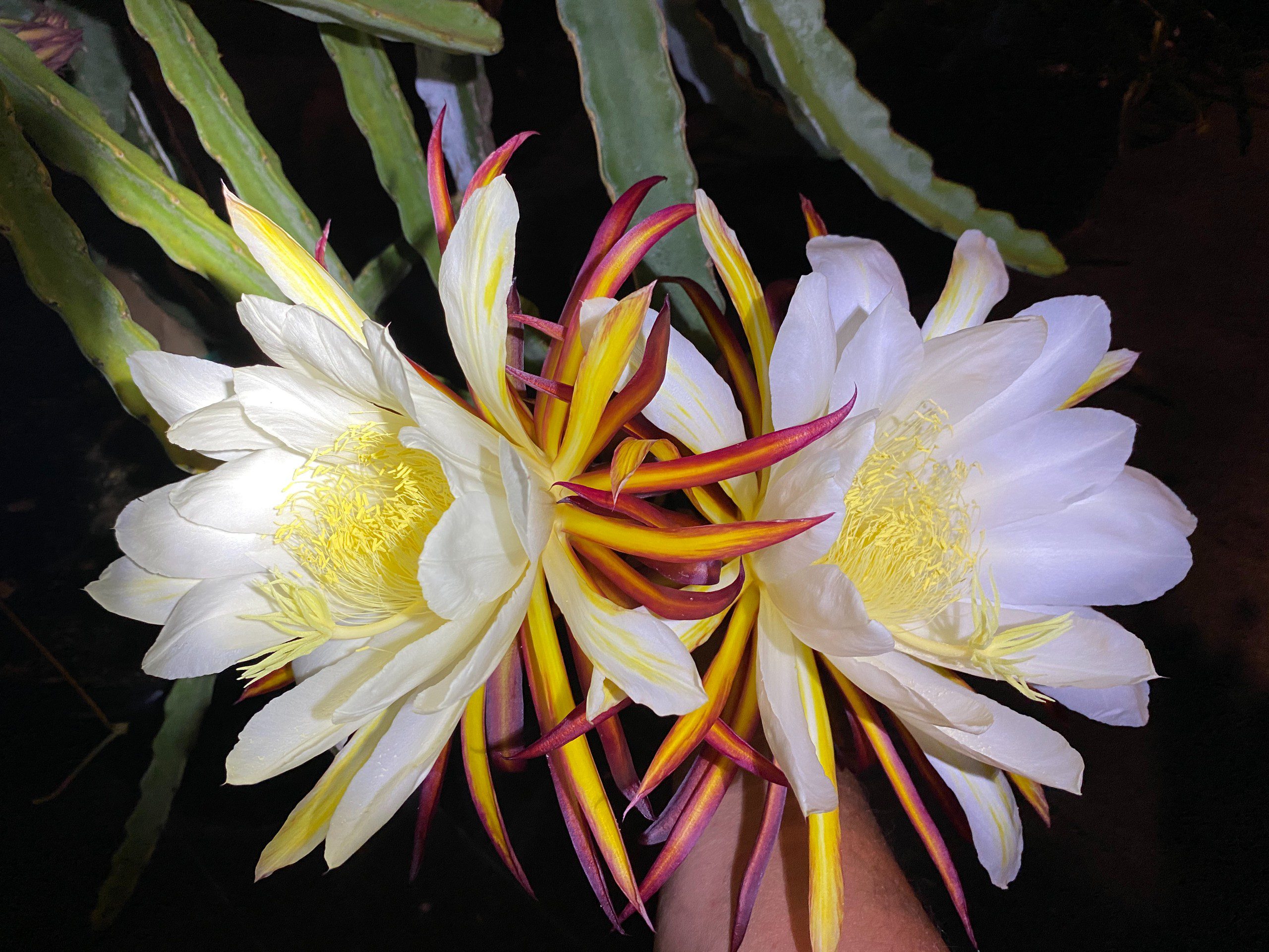 Valdivia Roja — dragon fruit cutting from Shulman Dragon Fruit Orchard, photo 10