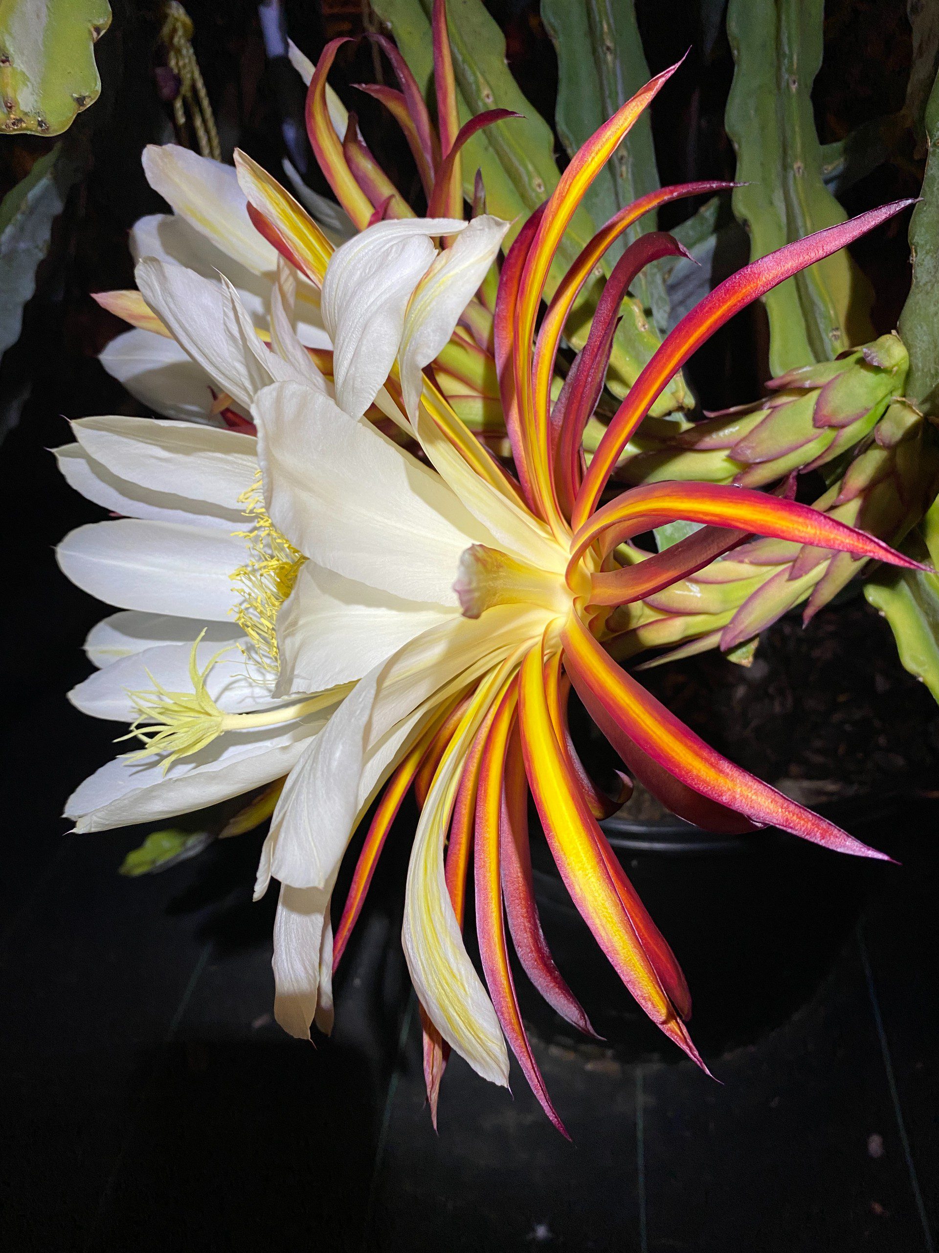 Valdivia Roja — dragon fruit cutting from Shulman Dragon Fruit Orchard, photo 11