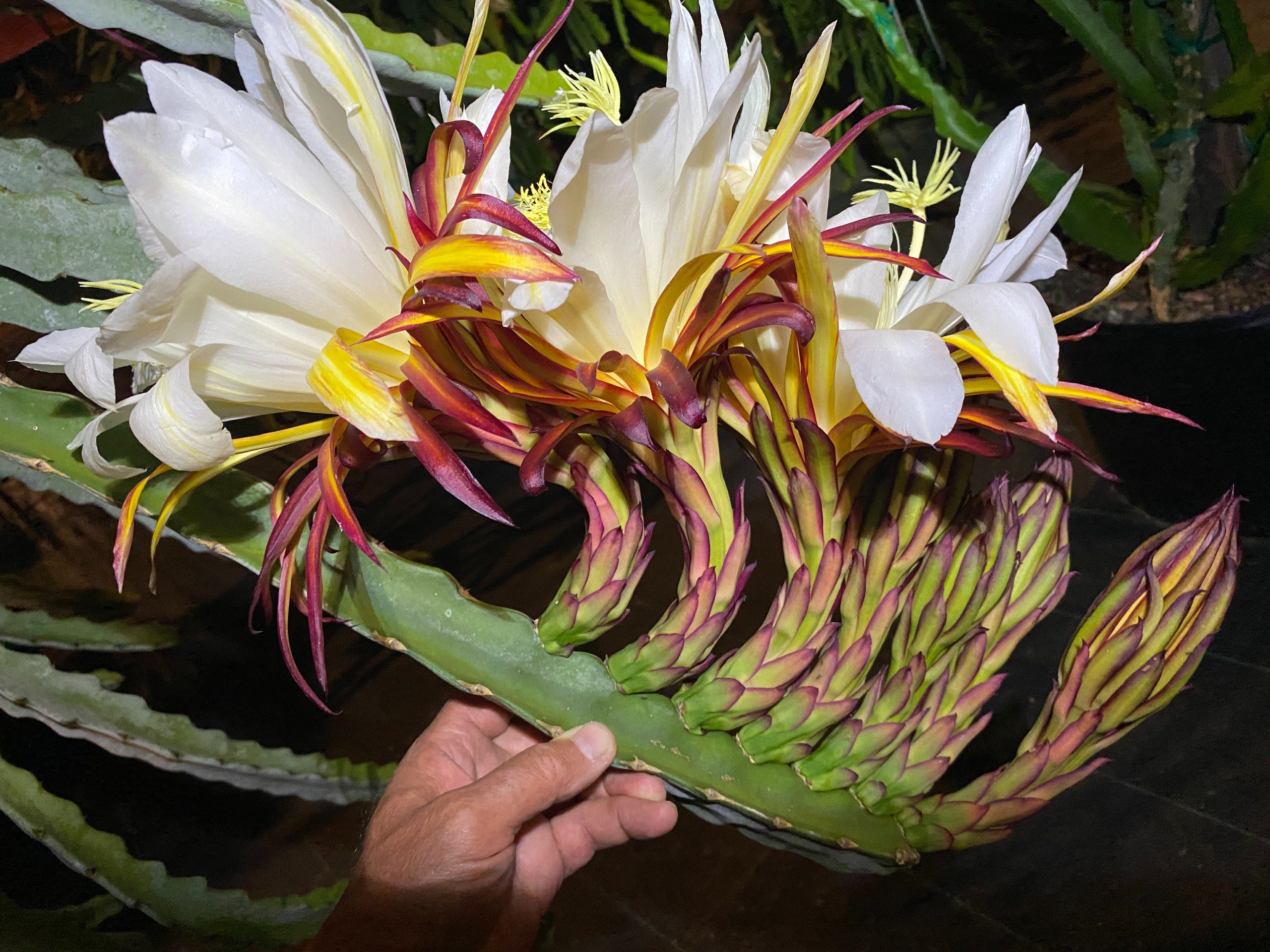 Valdivia Roja — dragon fruit cutting from Shulman Dragon Fruit Orchard, photo 12
