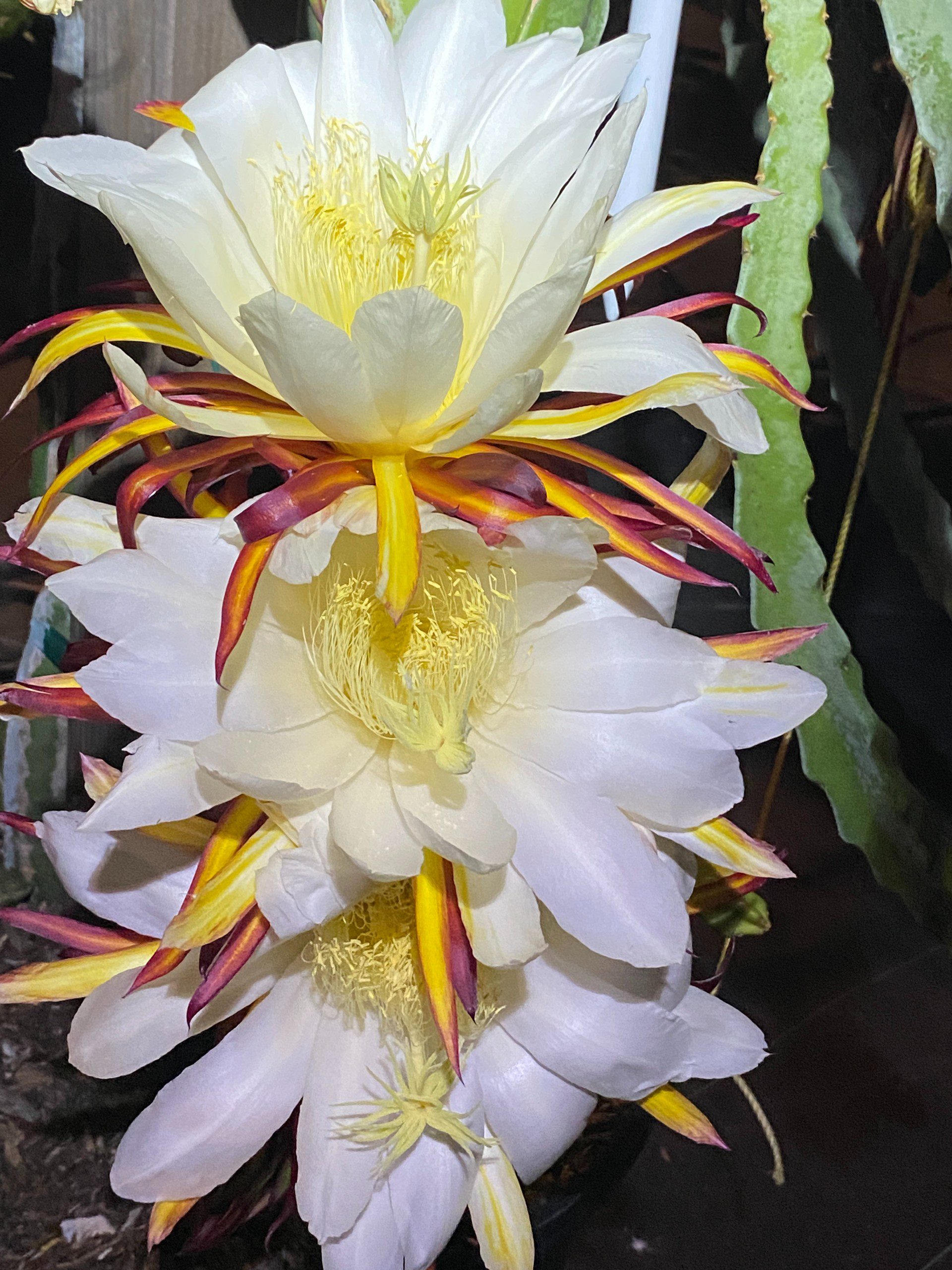 Valdivia Roja — dragon fruit cutting from Shulman Dragon Fruit Orchard, photo 13