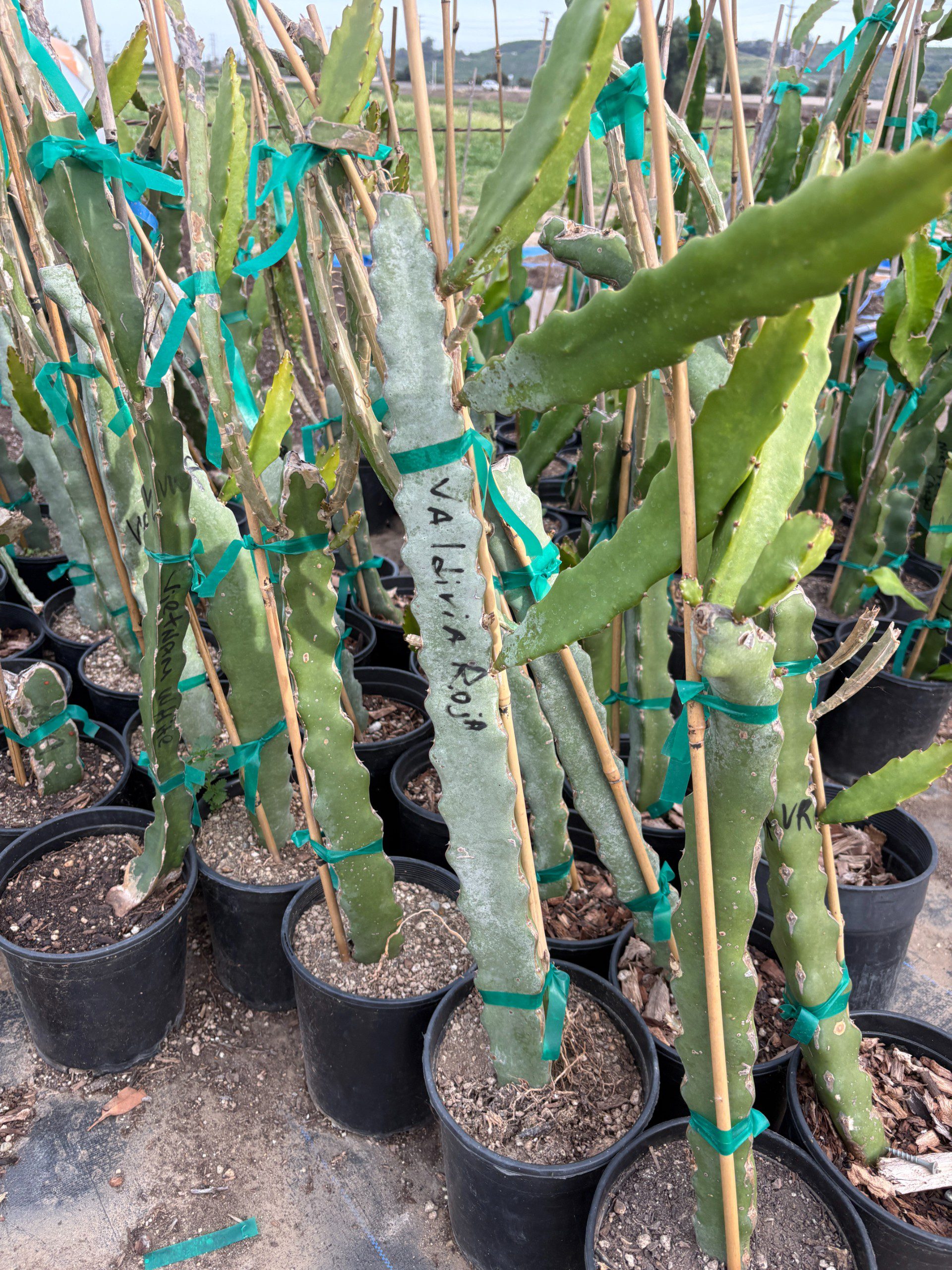 Valdivia Roja — dragon fruit cutting from Shulman Dragon Fruit Orchard, photo 14