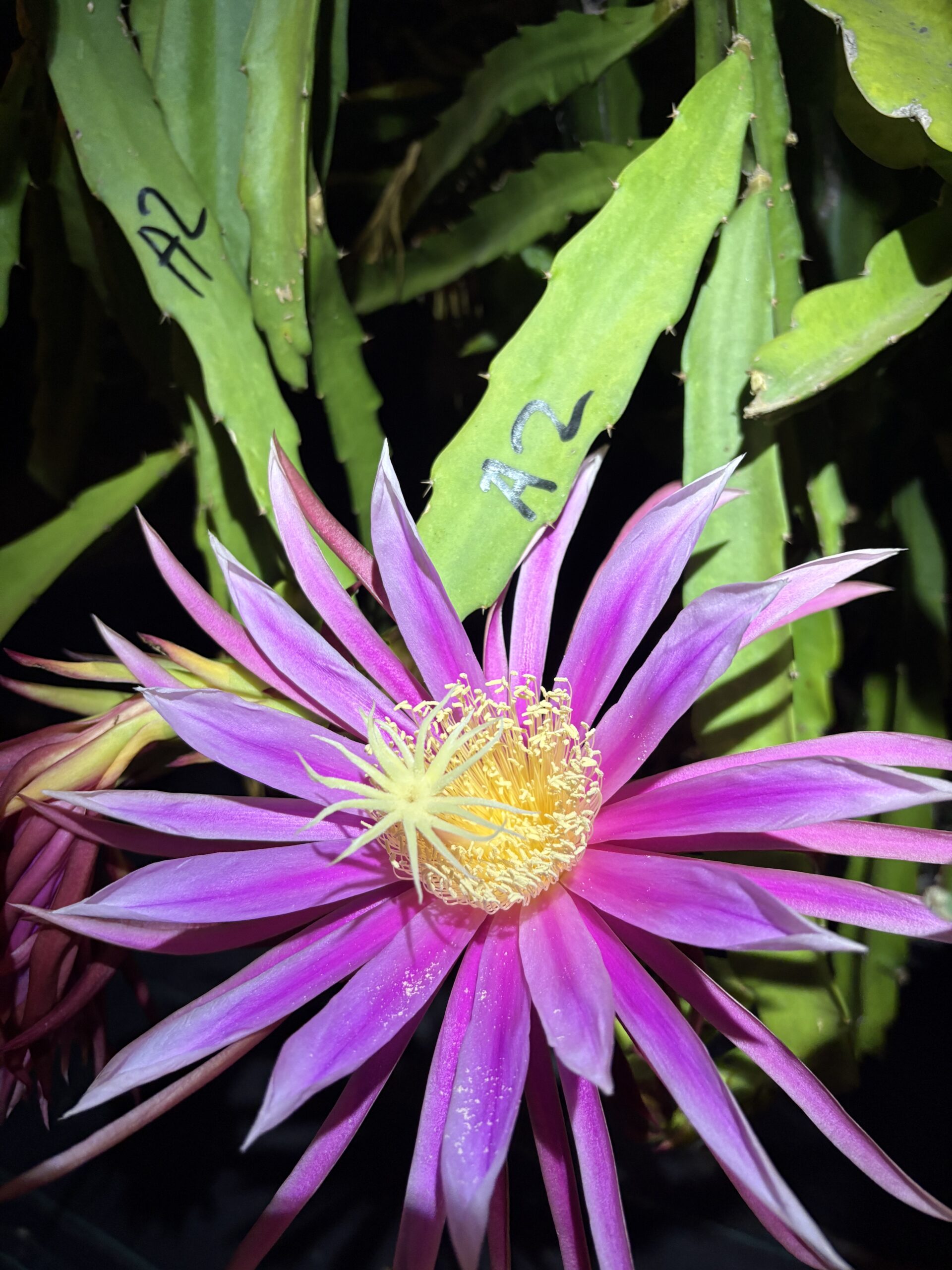 Asunta 2 - Image 5