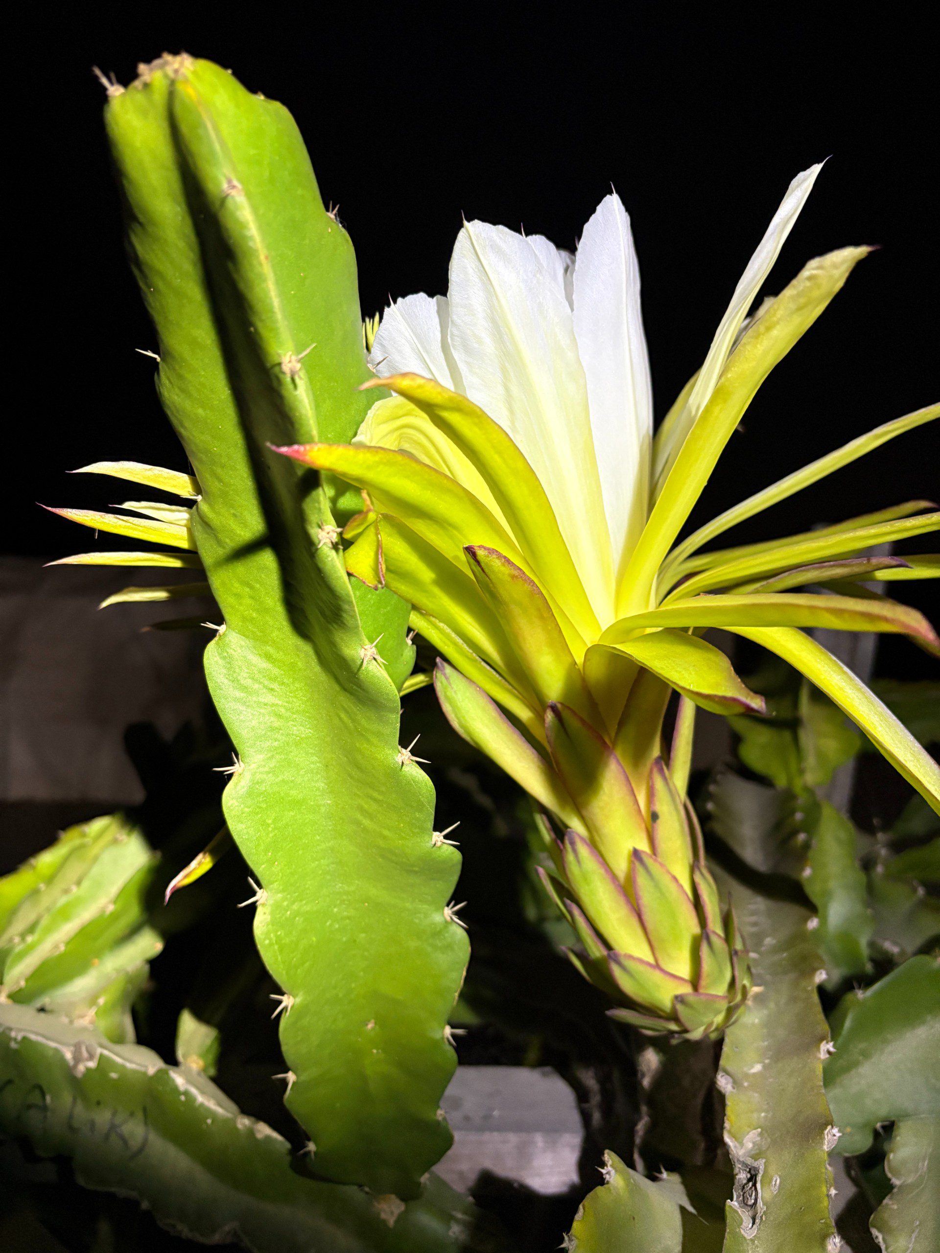 Asunta 5 - Image 4