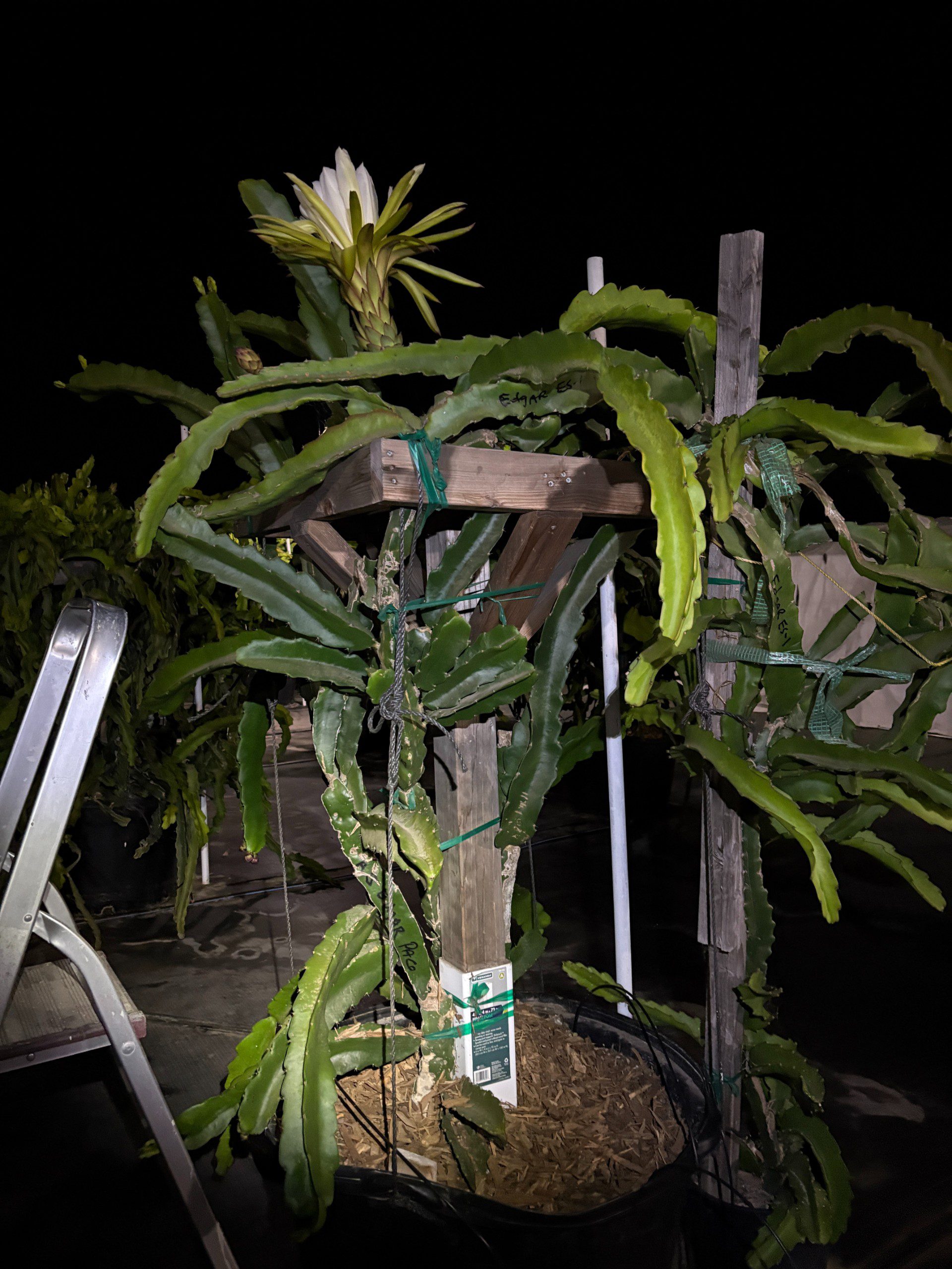 Asunta 5 - Image 6