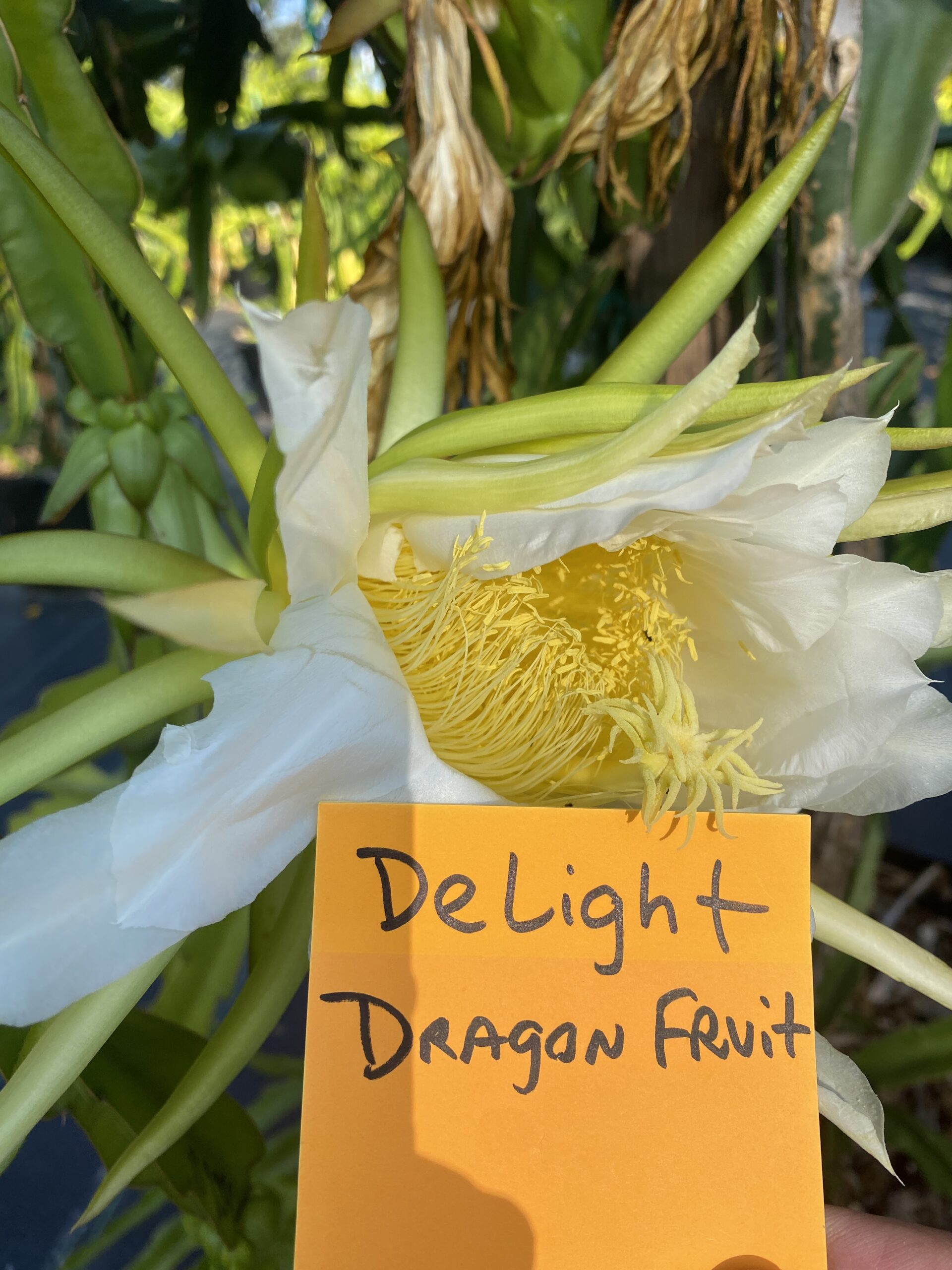 Delight - Image 3