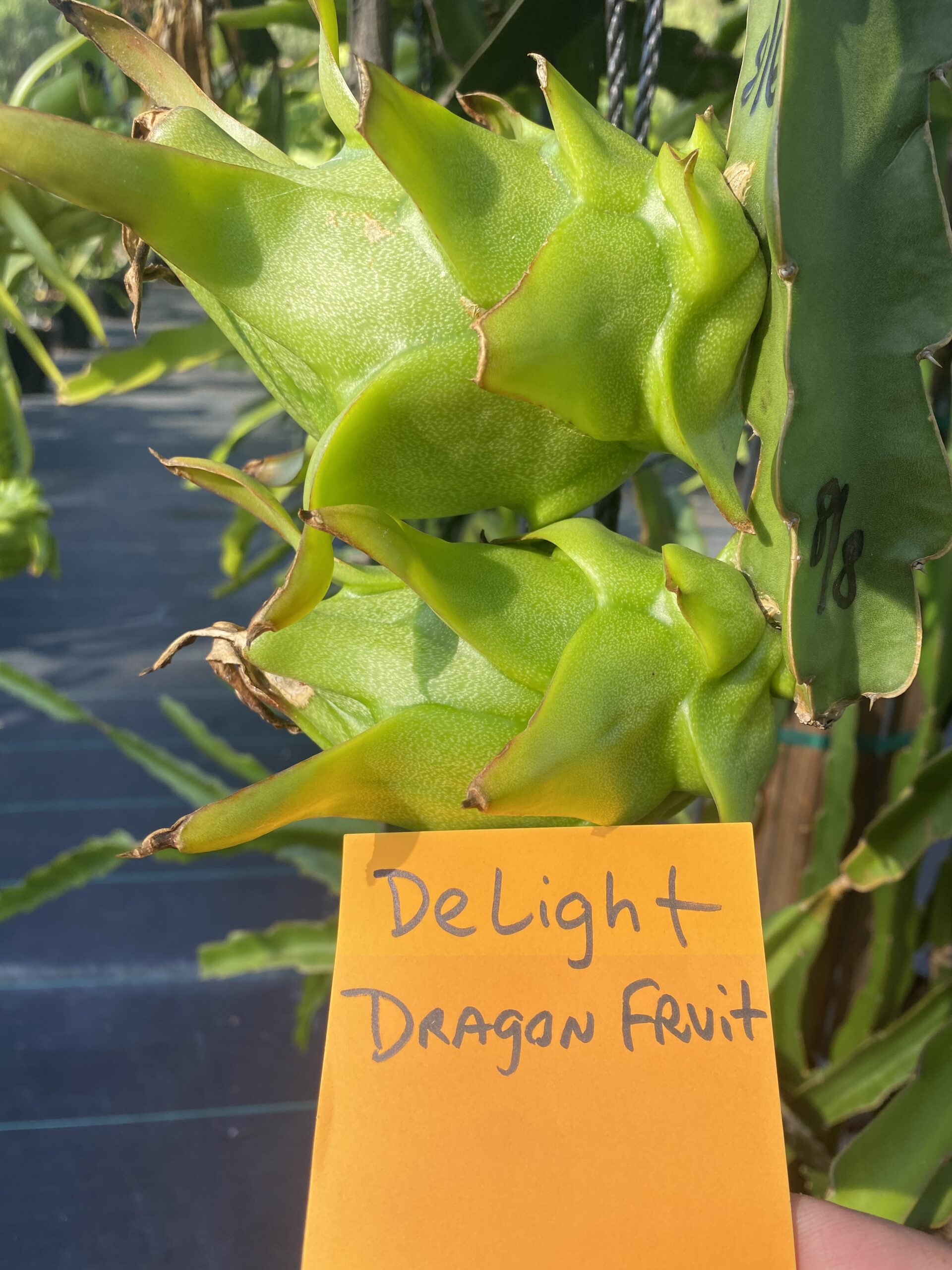 Delight - Image 4