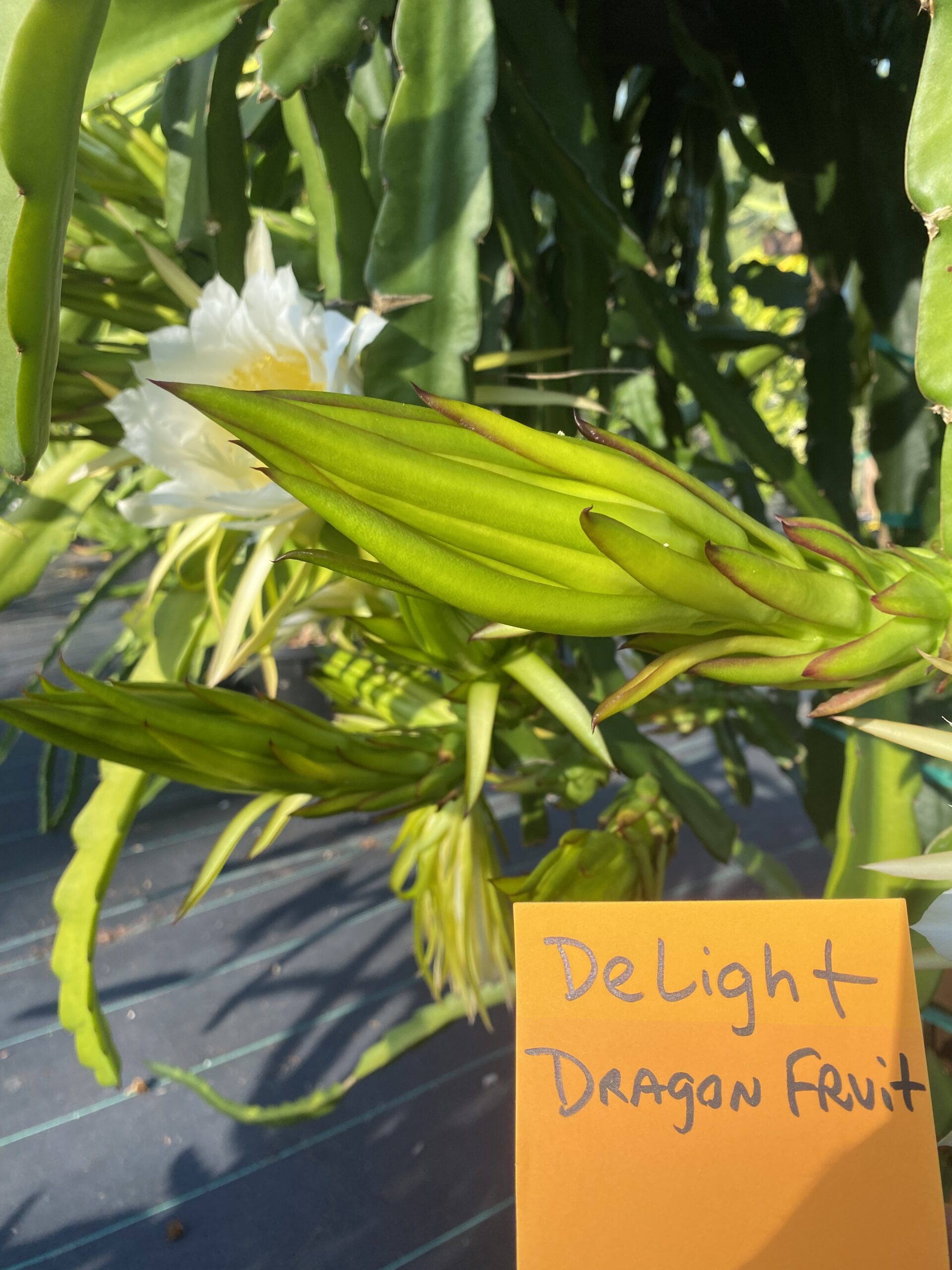 Delight - Image 5
