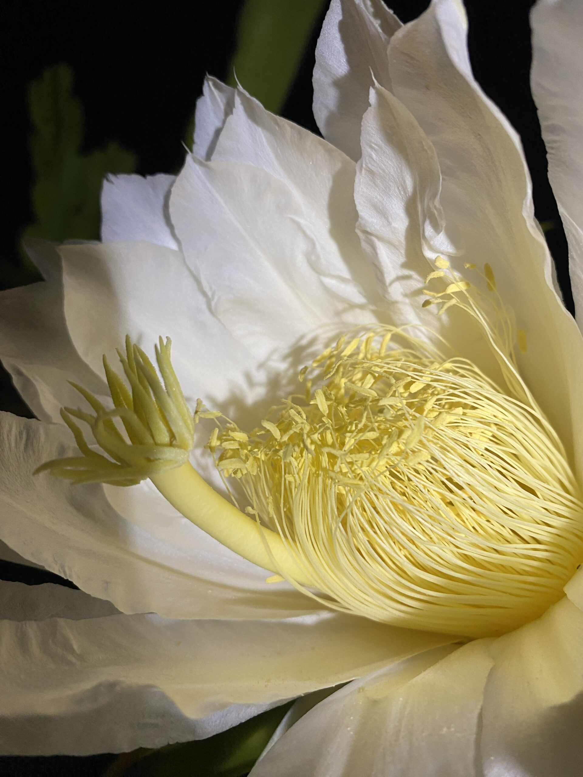 Delight - Image 7