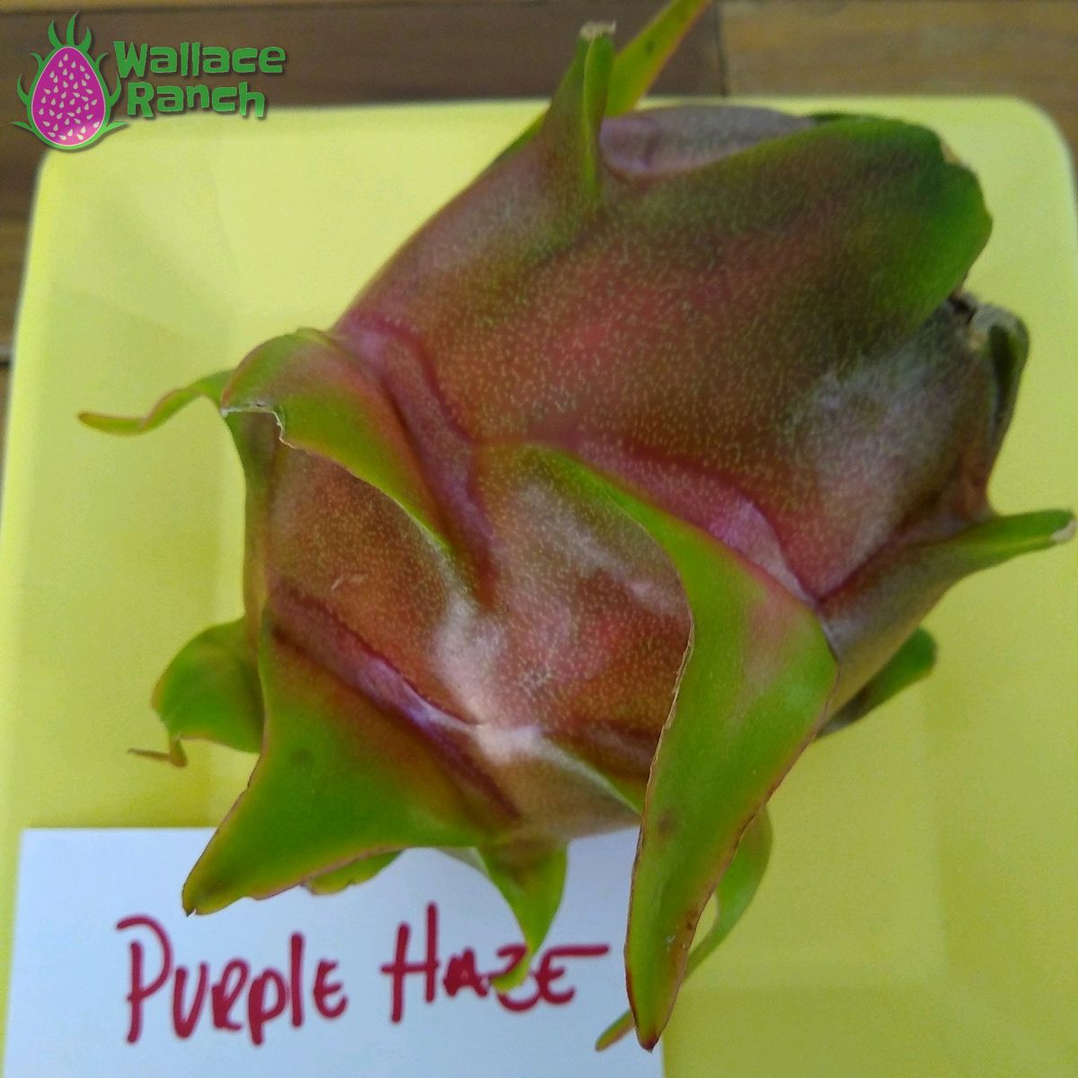 Purple Haze Dragon Fruit Pitaya Pitahaya