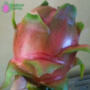 Purple Haze Dragon Fruit Pitaya Pitahaya