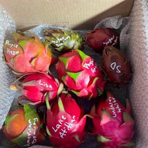 Multi variety fruit box 5 pounds OAX — fresh dragon fruit from Oax Dragon Fruit Farm