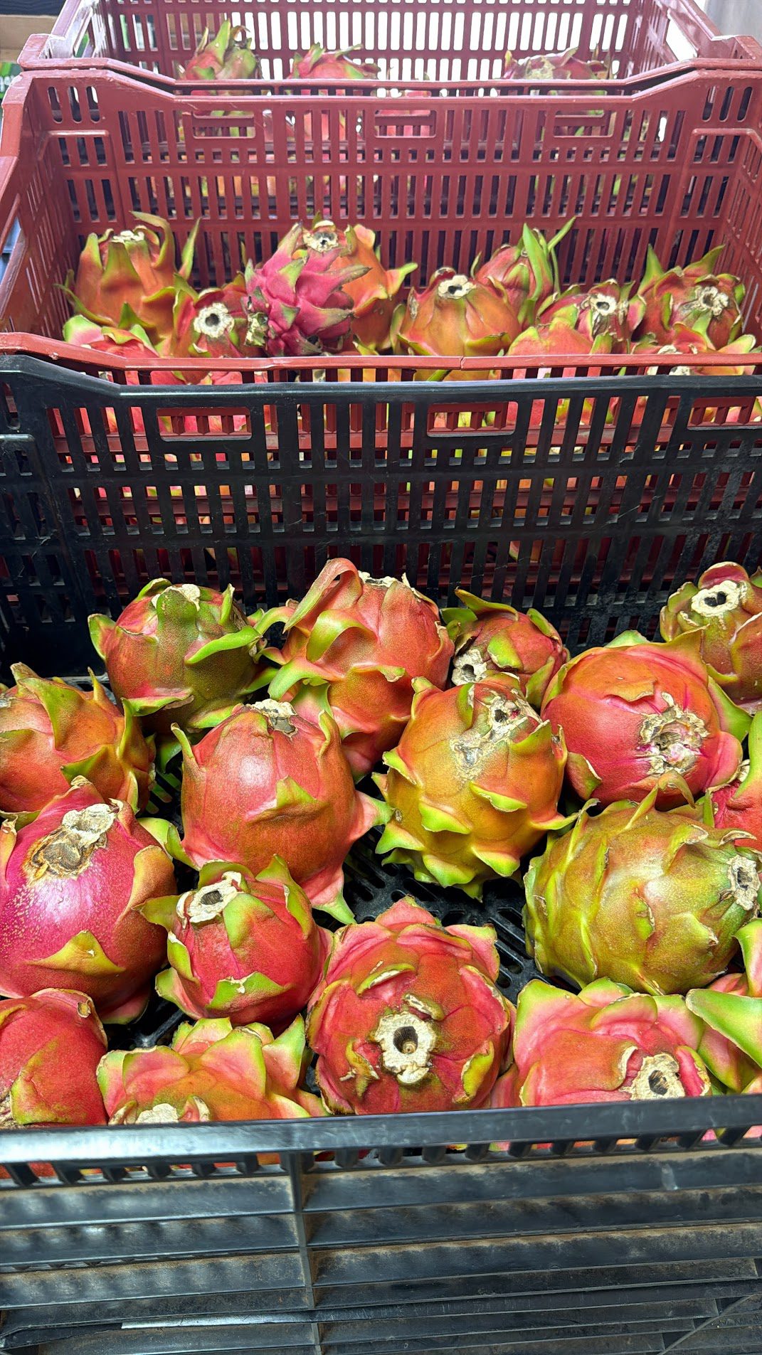 Mixed Variety Dragon Fruit — 20 lb Case — Wallace Ranch (Local Pickup Bonsall, CA) — fresh dragon fruit from Wallace Ranch Dragon Fruit, photo 3