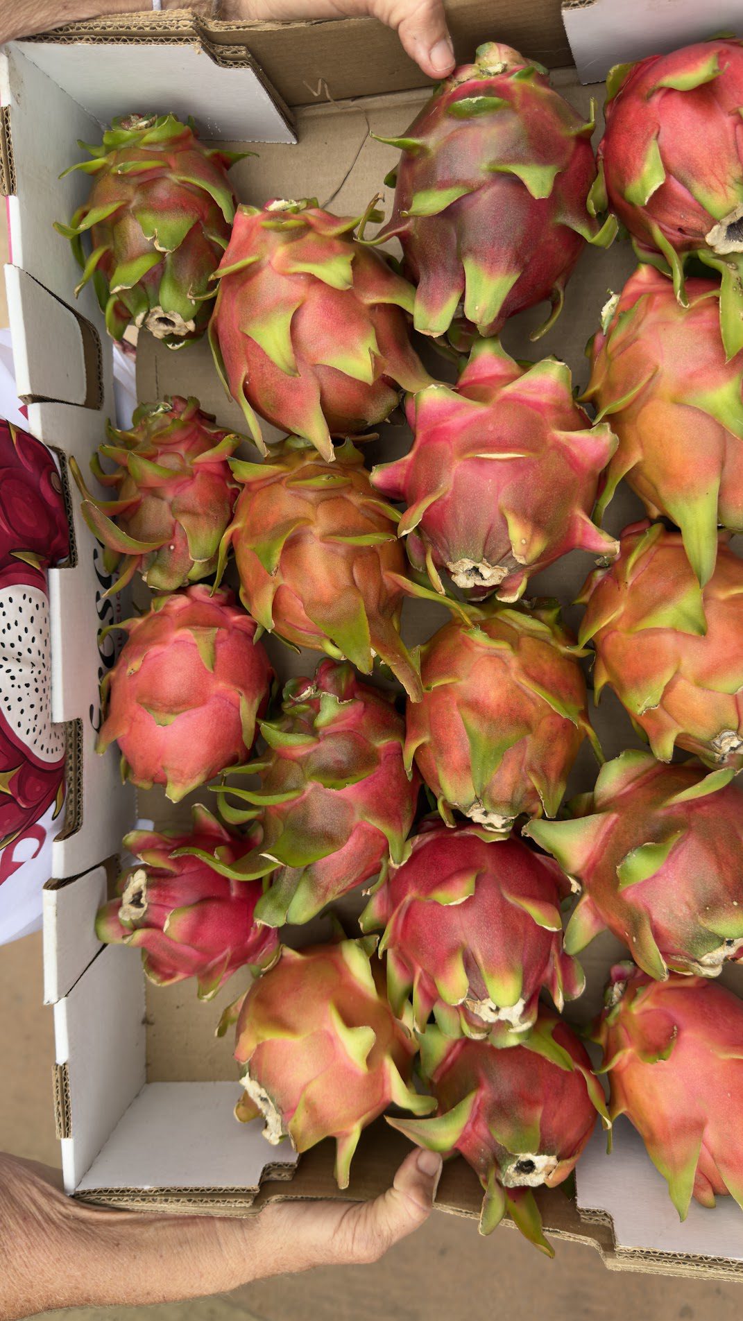 Mixed Variety Dragon Fruit — 20 lb Case — Wallace Ranch (Local Pickup Bonsall, CA) — fresh dragon fruit from Wallace Ranch Dragon Fruit, photo 4