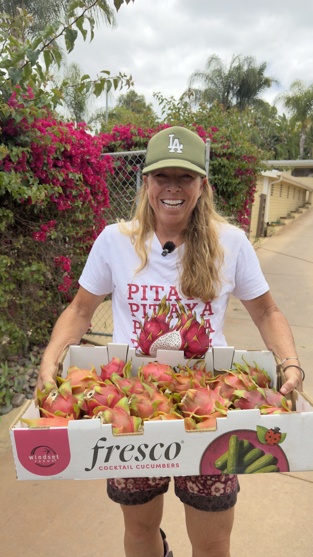 Mixed Variety Dragon Fruit — 20 lb Case — Wallace Ranch (Local Pickup Bonsall, CA) — fresh dragon fruit from Wallace Ranch Dragon Fruit