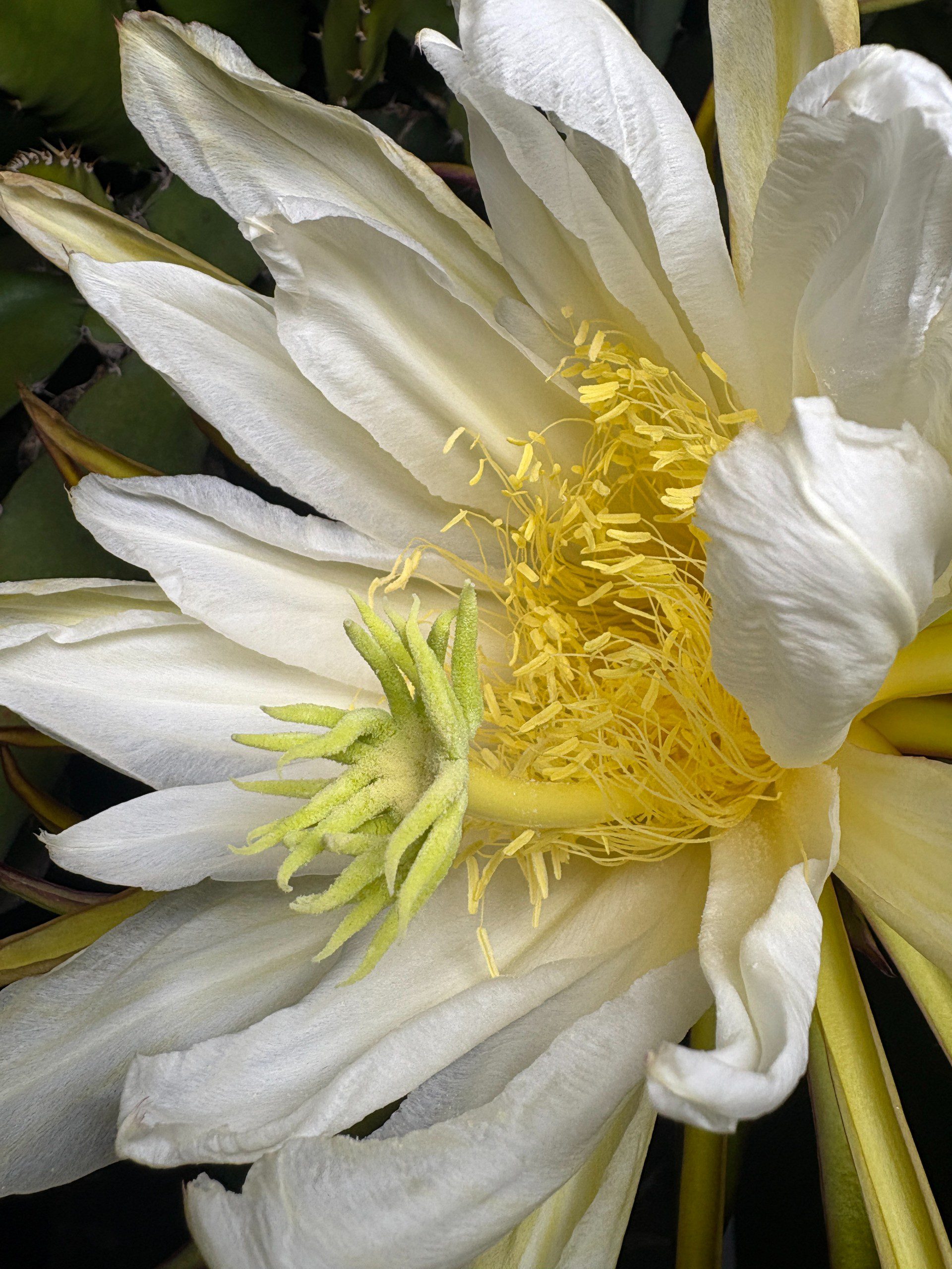 Lisa — dragon fruit cutting from Shulman Dragon Fruit Orchard, photo 2