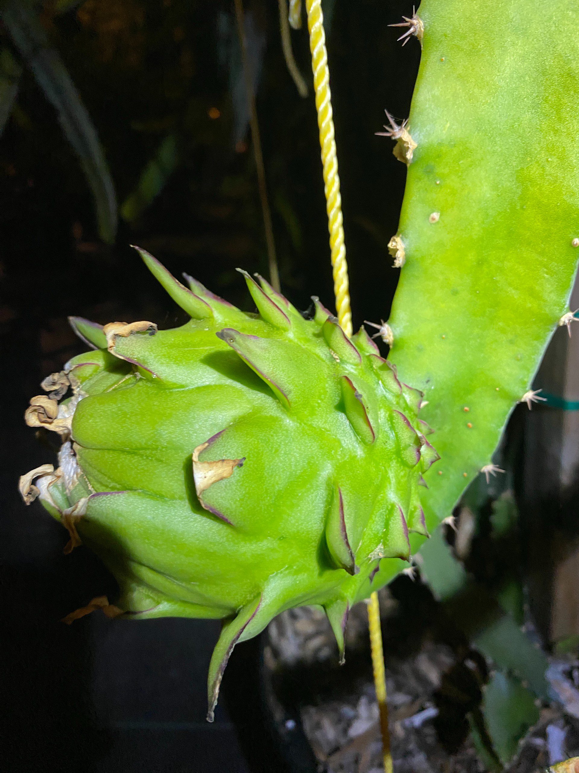 Lisa — dragon fruit cutting from Shulman Dragon Fruit Orchard, photo 6