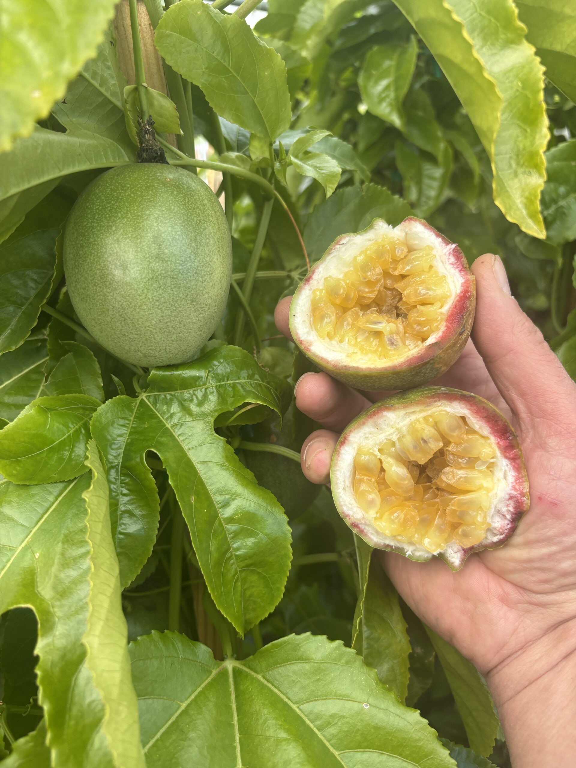 Passion Fruit plant